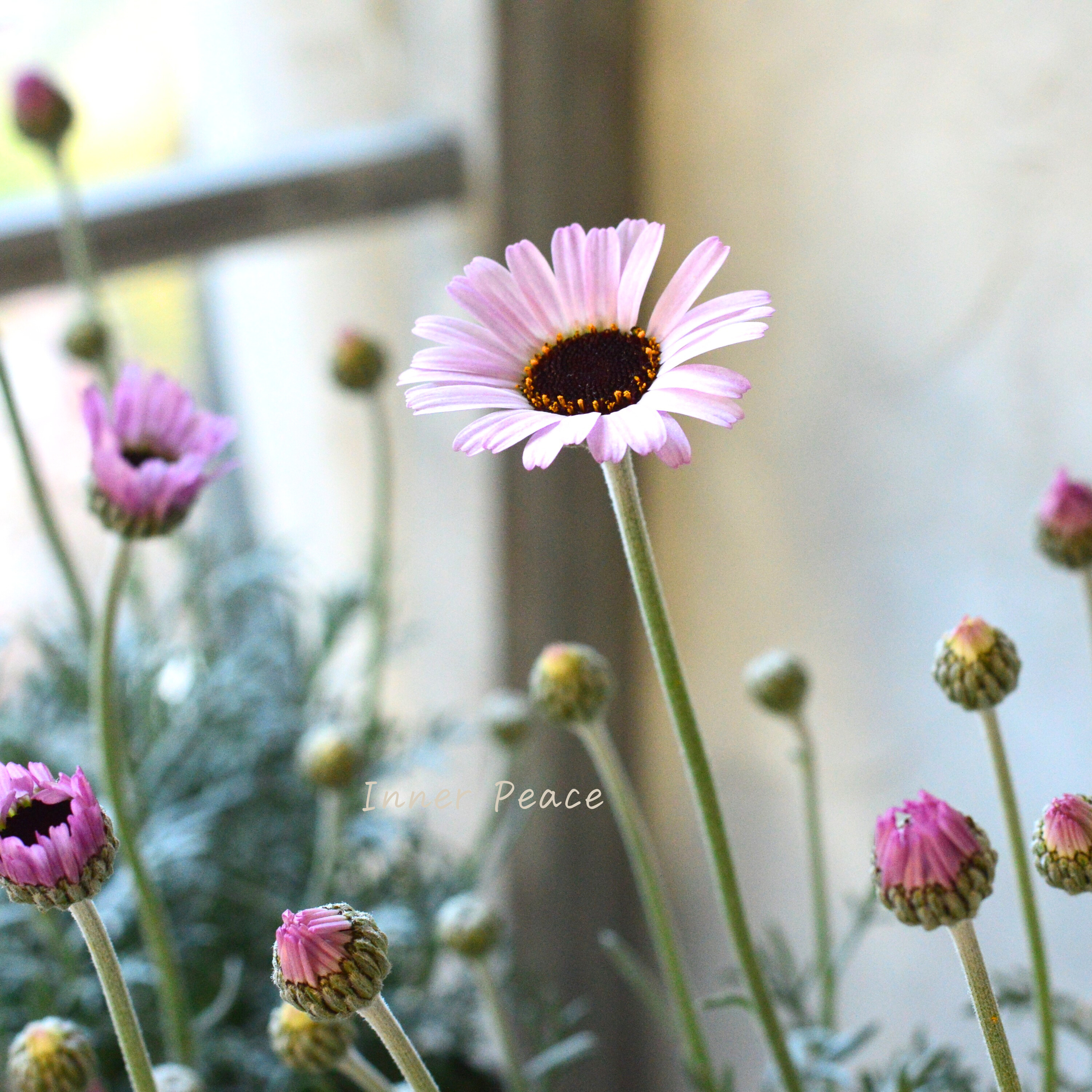 【大人かわいい】 ローダンセマム 『エルフピンク』 3.5寸ロングPOT