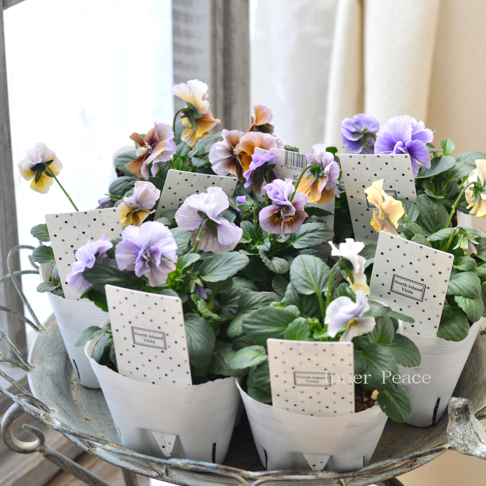 【北島園芸さん】 ビオラ 『試作品・①』 3.5寸POT