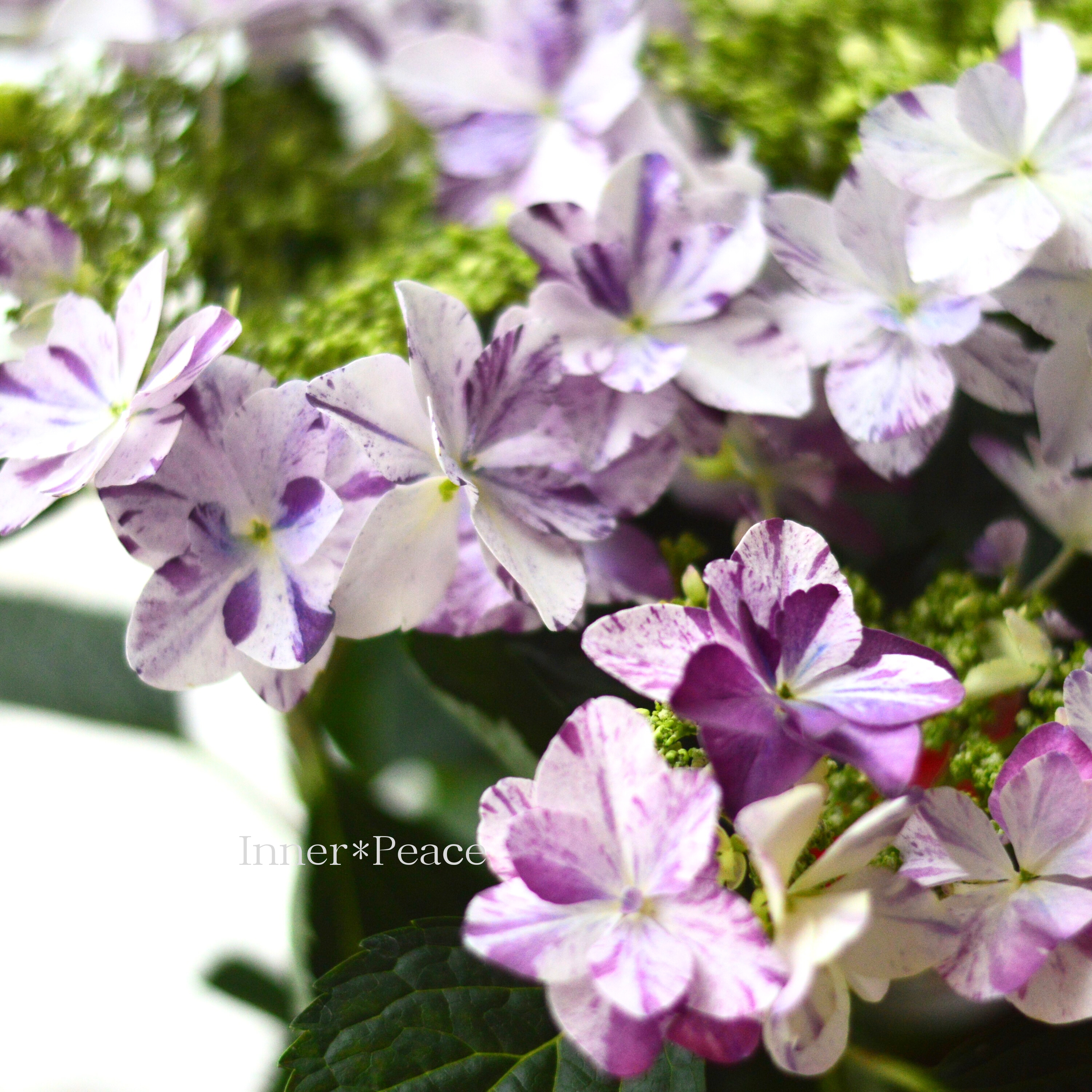 【美しい】 紫陽花 『衣純千織(イズミチオリ)・ブルー』 5号鉢