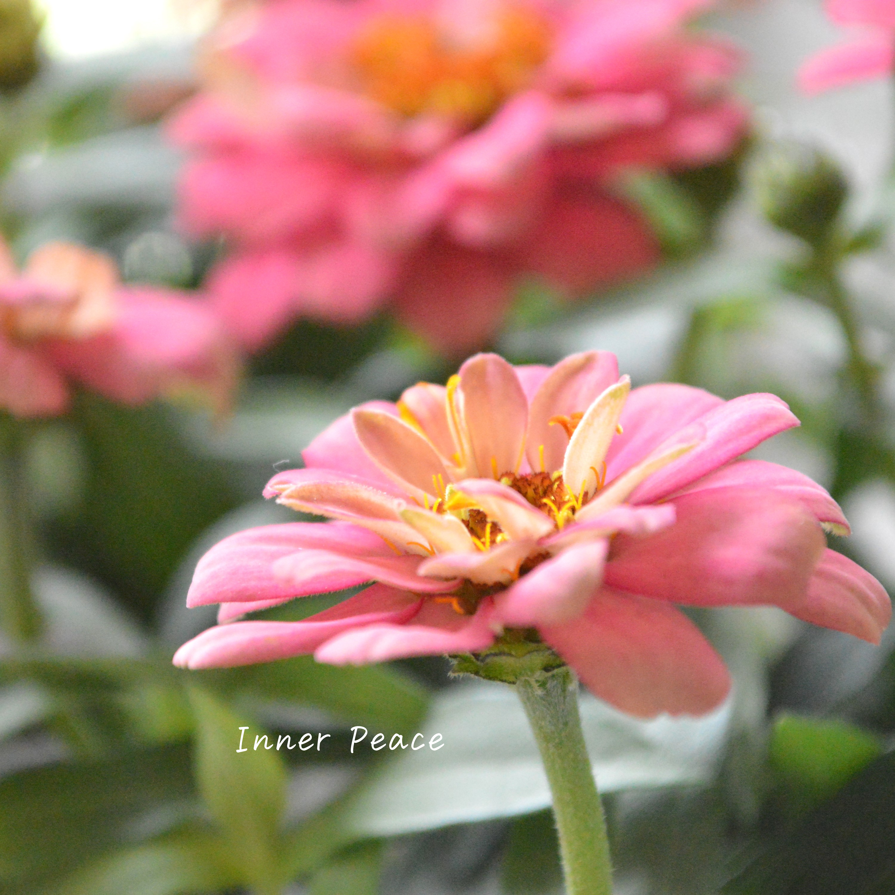 【八重咲き】ジニア・ダブルザハラ『サーモン』 3.5寸POT