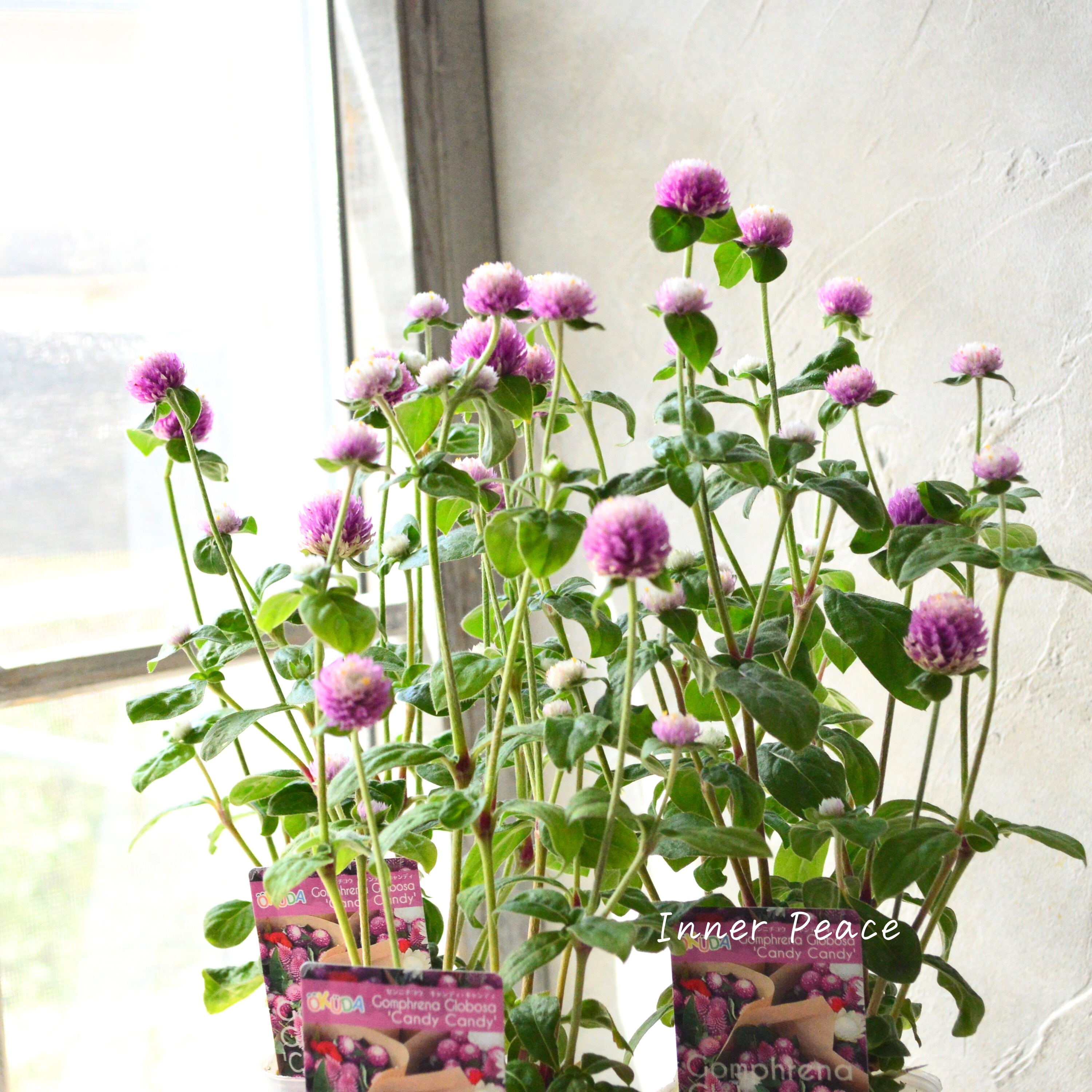 【暑さに強い】 千日紅 『キャンディキャンディ・ピンク』 3寸POT