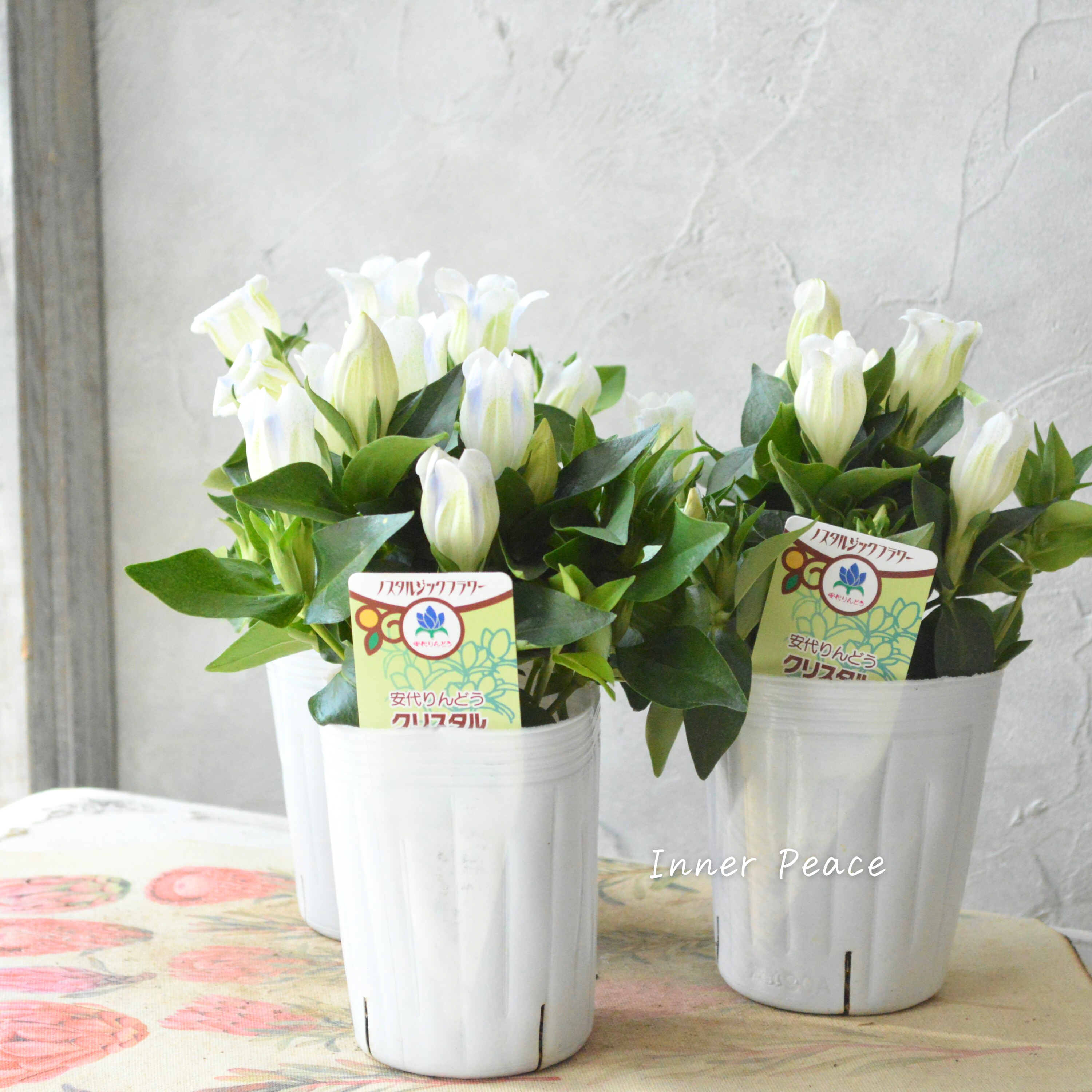 【宿根】 リンドウ 『クリスタルアシロ』 3寸POT