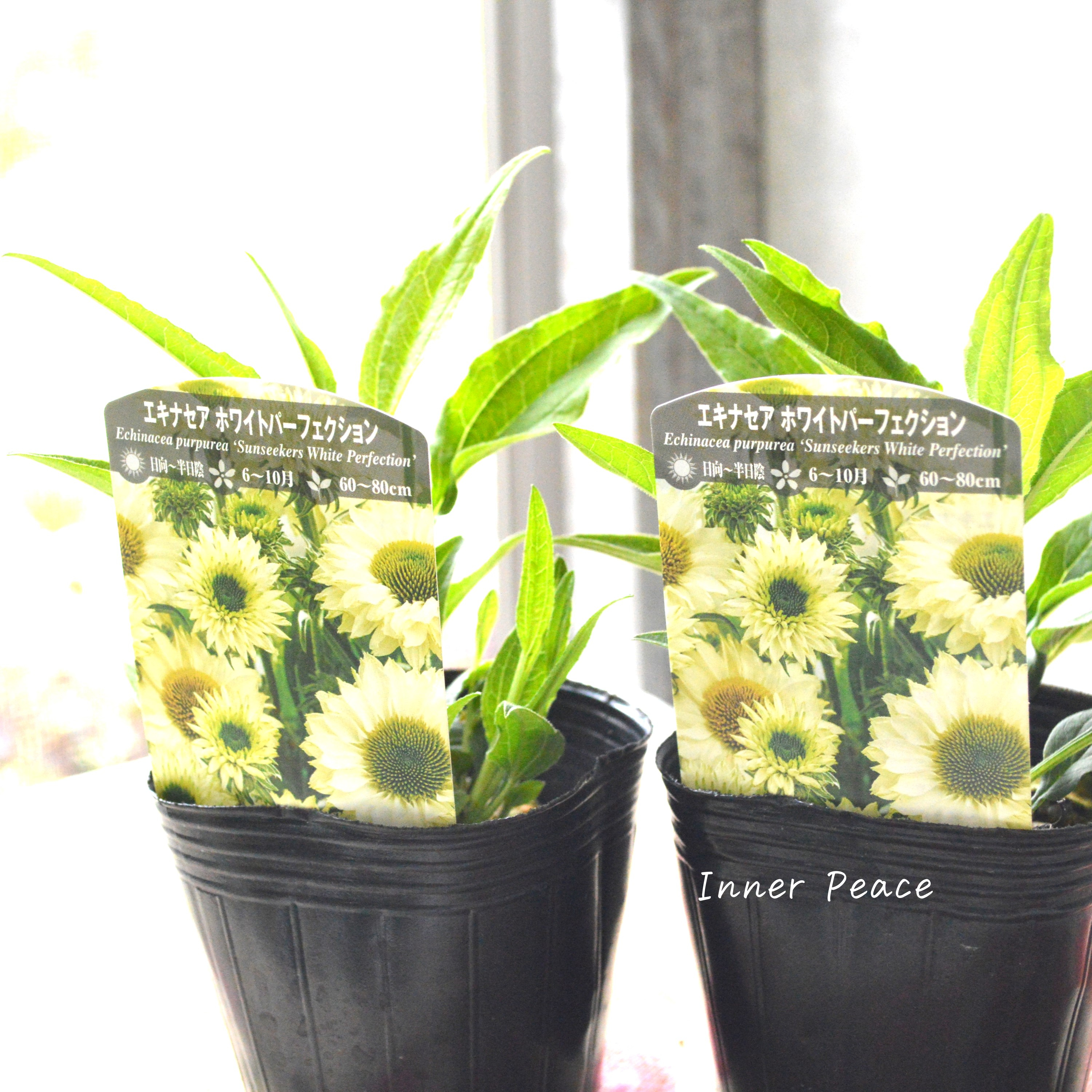 【暑さ寒さに強い】 エキナセア 『ホワイトパーフェクション』植え込み用 3寸POT