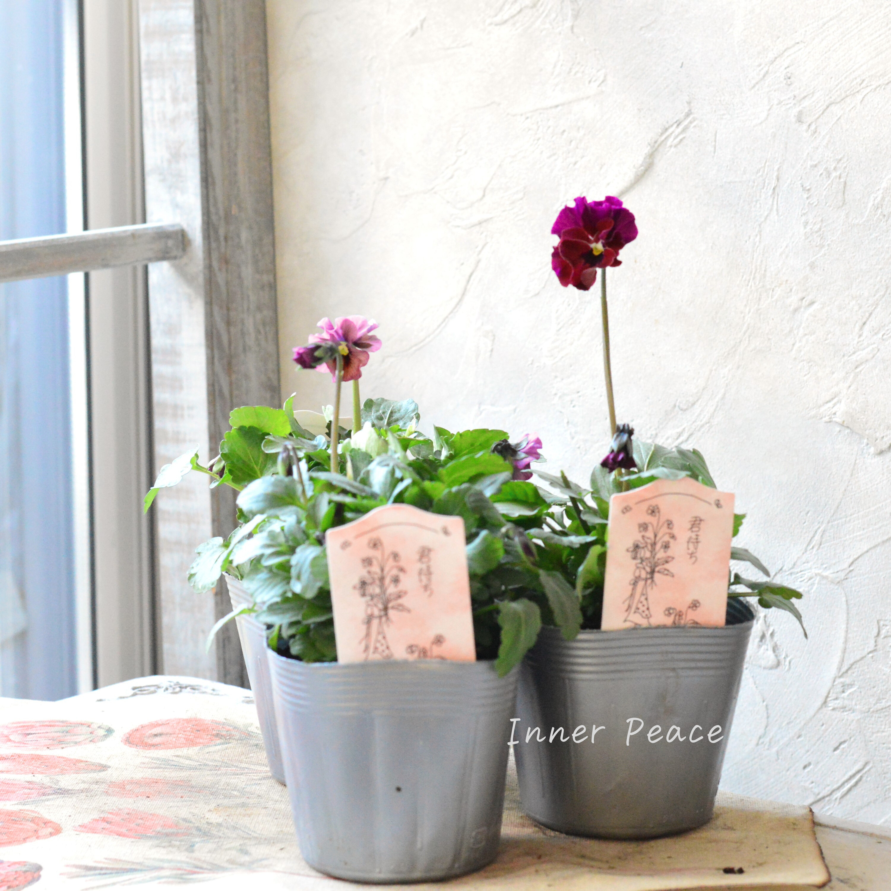 【吉村龍典さん育種ビオラ】 君待ちシリーズ 『Cタイプ』 3.5寸POT