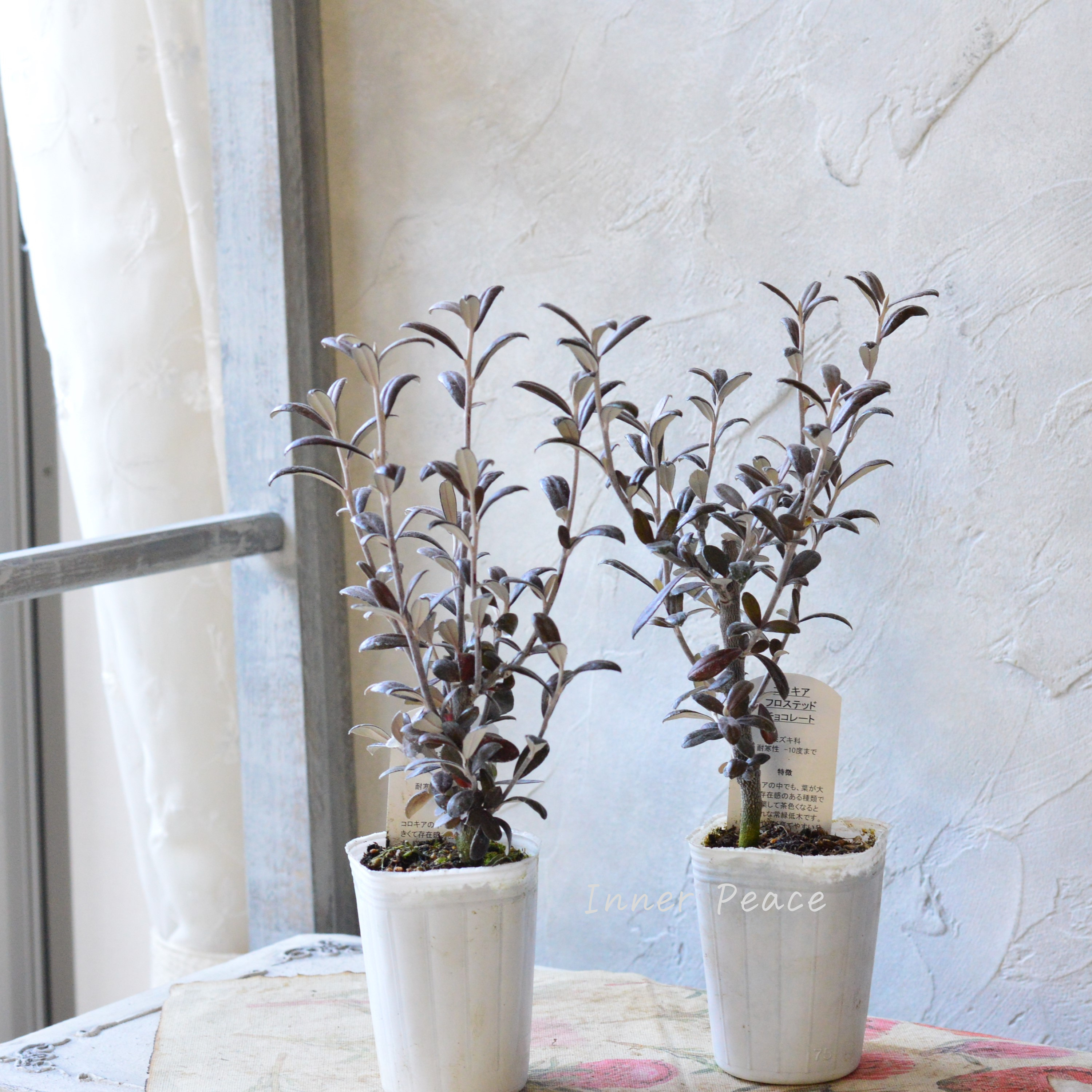 【寒さに強い】 コロキア 『フロステッドチョコレート』 3寸POT