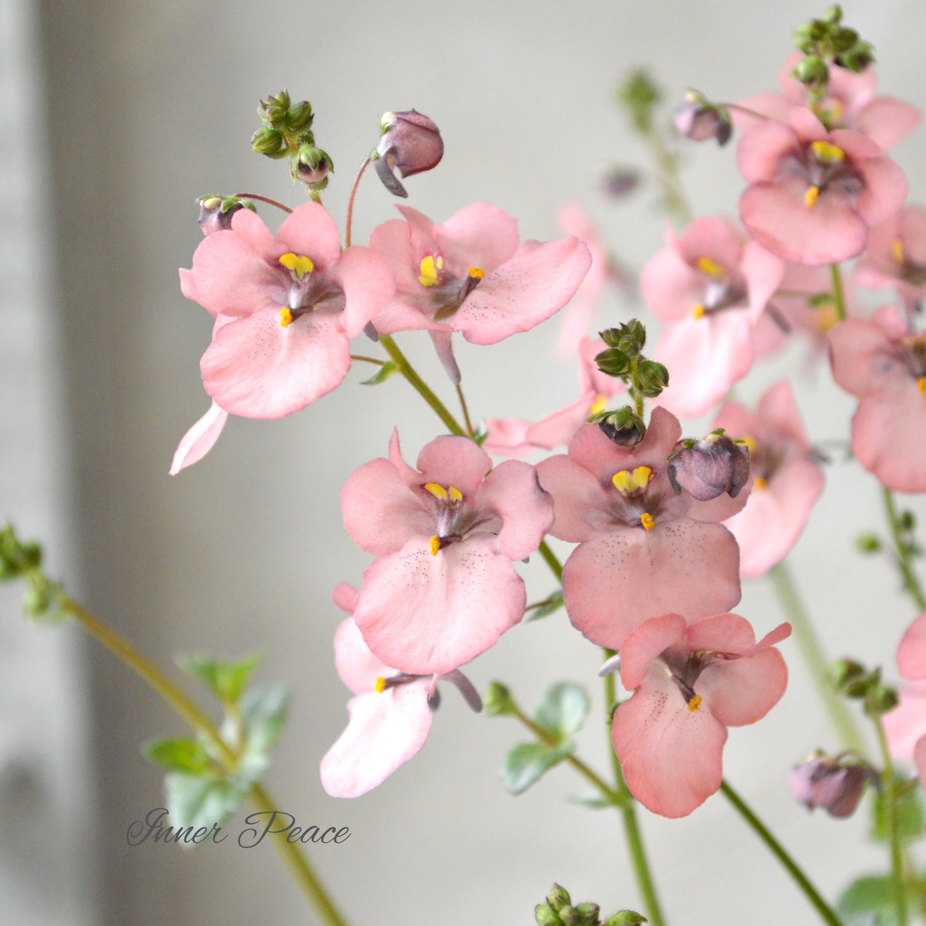 【ナラフラさん】 ディアスシア 『グレーアッシュピーチ』 3寸ロングPOT