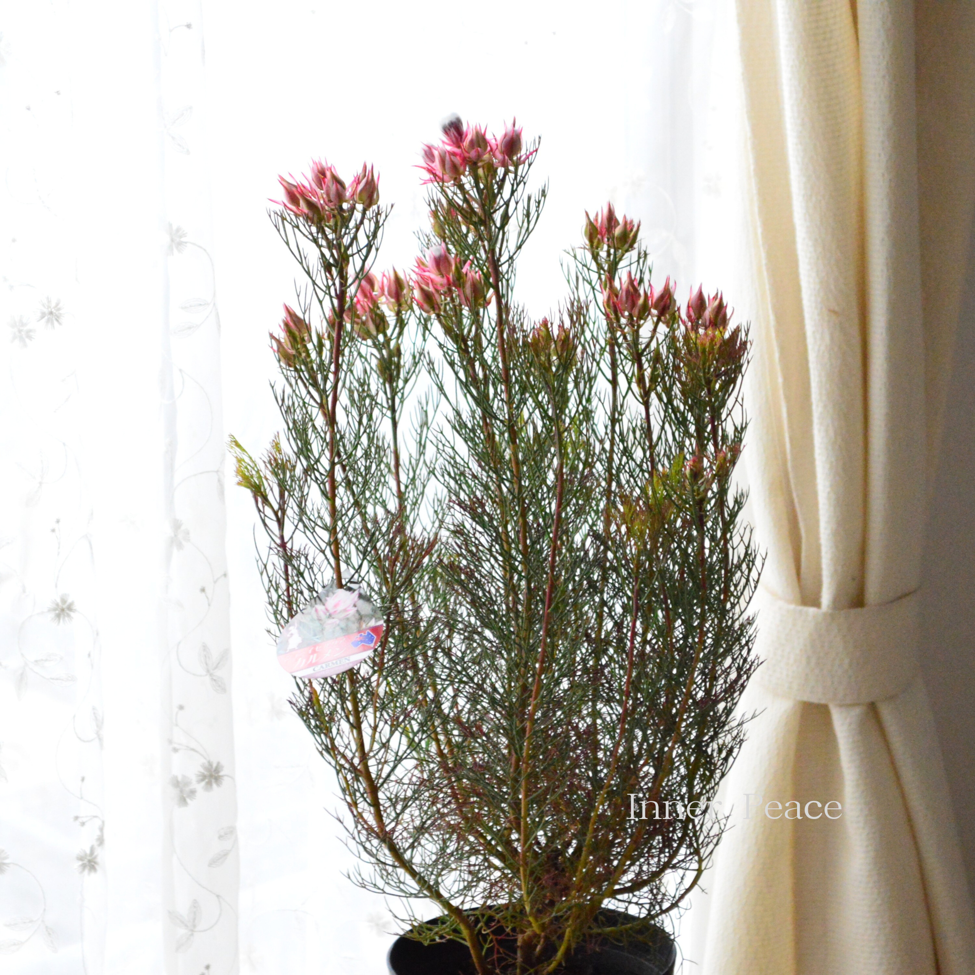 【大苗】 ジョーイセルリア 『カルメン』 6号鉢