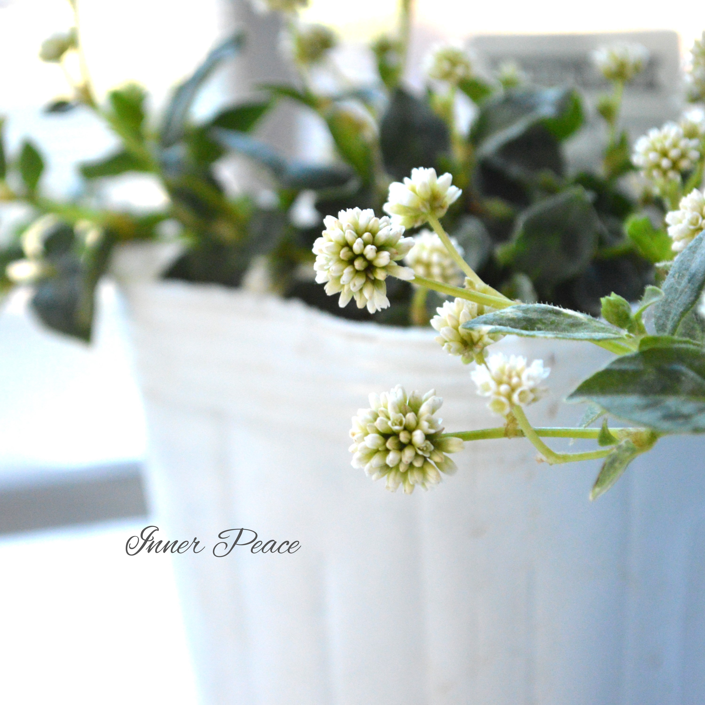 【斑入り】 ポリゴナム 『ティホン』 2.5寸POT