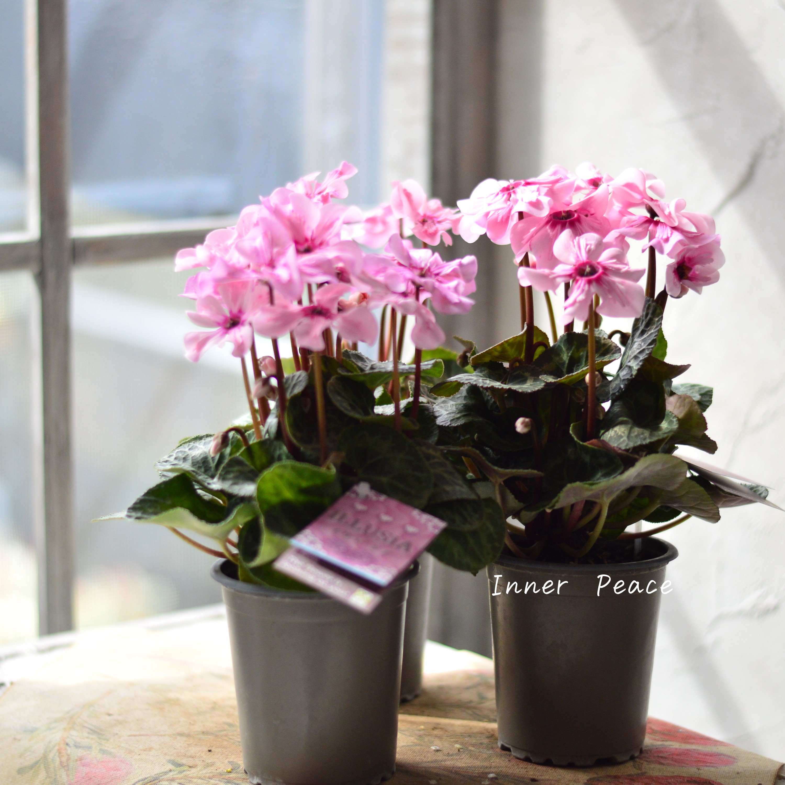 【新品種】 ミニシクラメン 『イリュージア・ピンクラテ』 3寸硬質POT