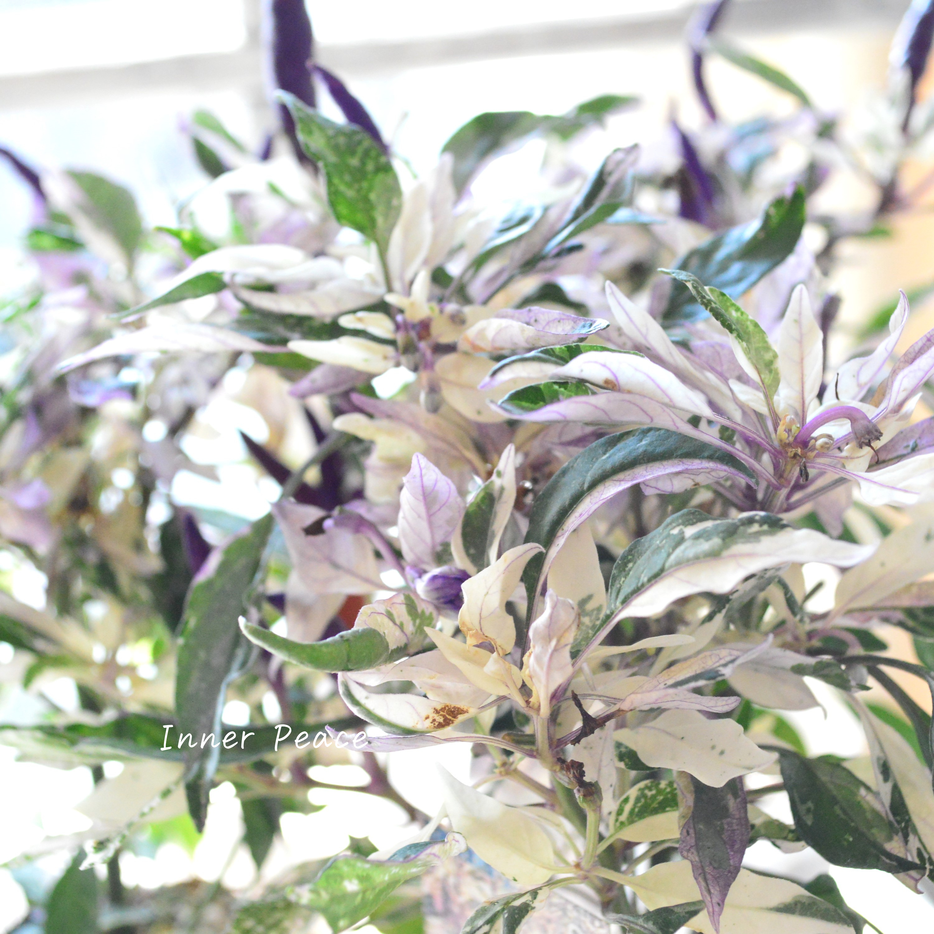 【暑さに強い】 トウガラシ 『パープルレイン』 3寸POT