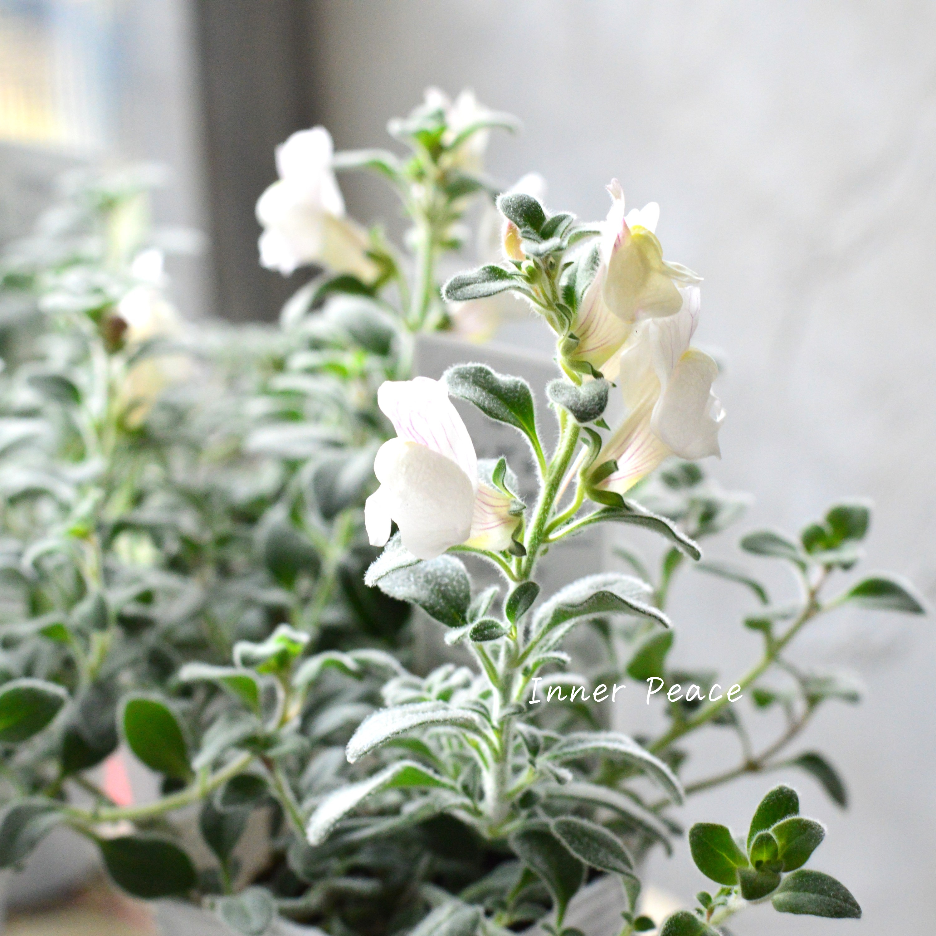 【シルバーリーフ】 キンギョソウ 『アールグレイ』 2.5寸POT