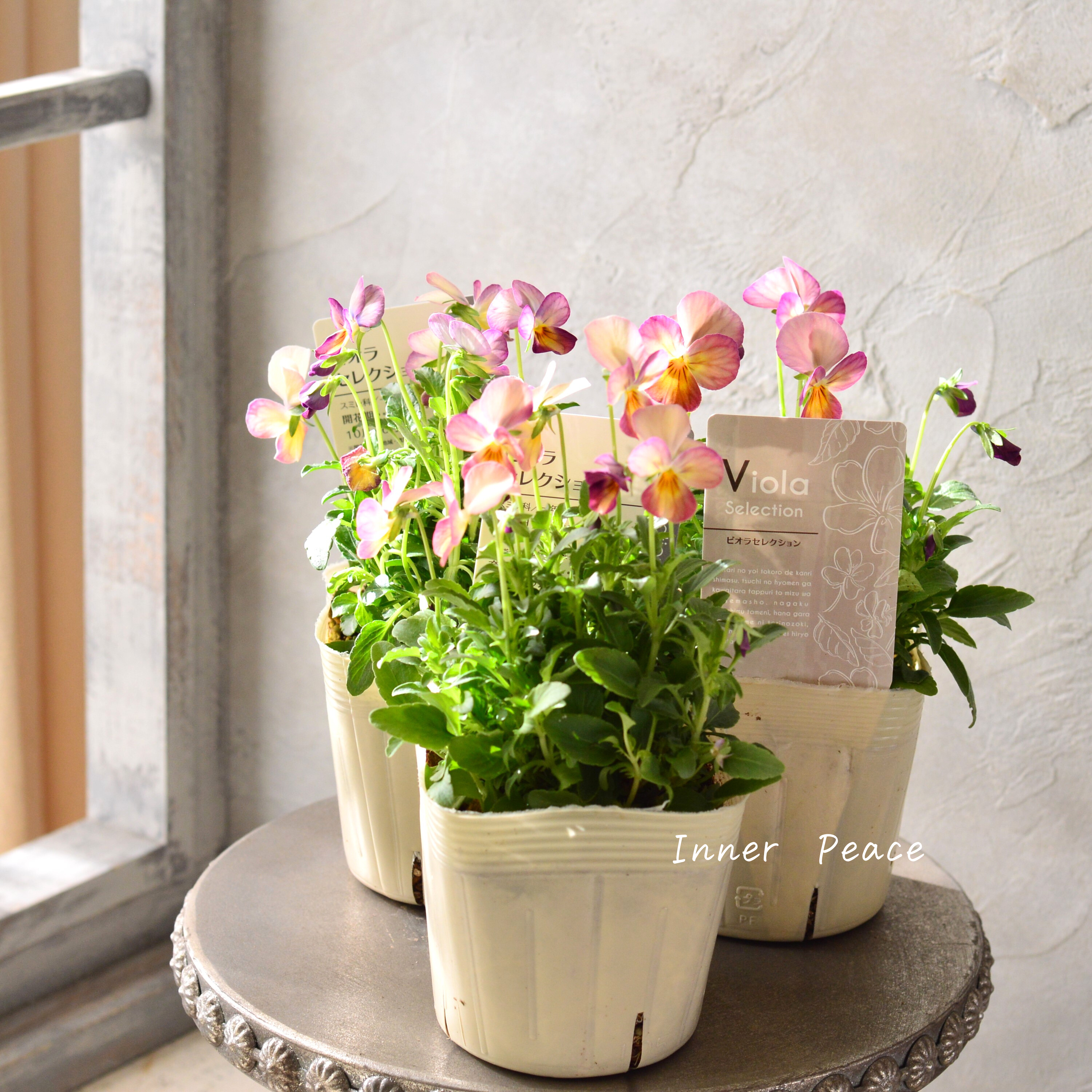 【かわいい】 ビオラ 『ピンクアンティーク』 3.5寸POT