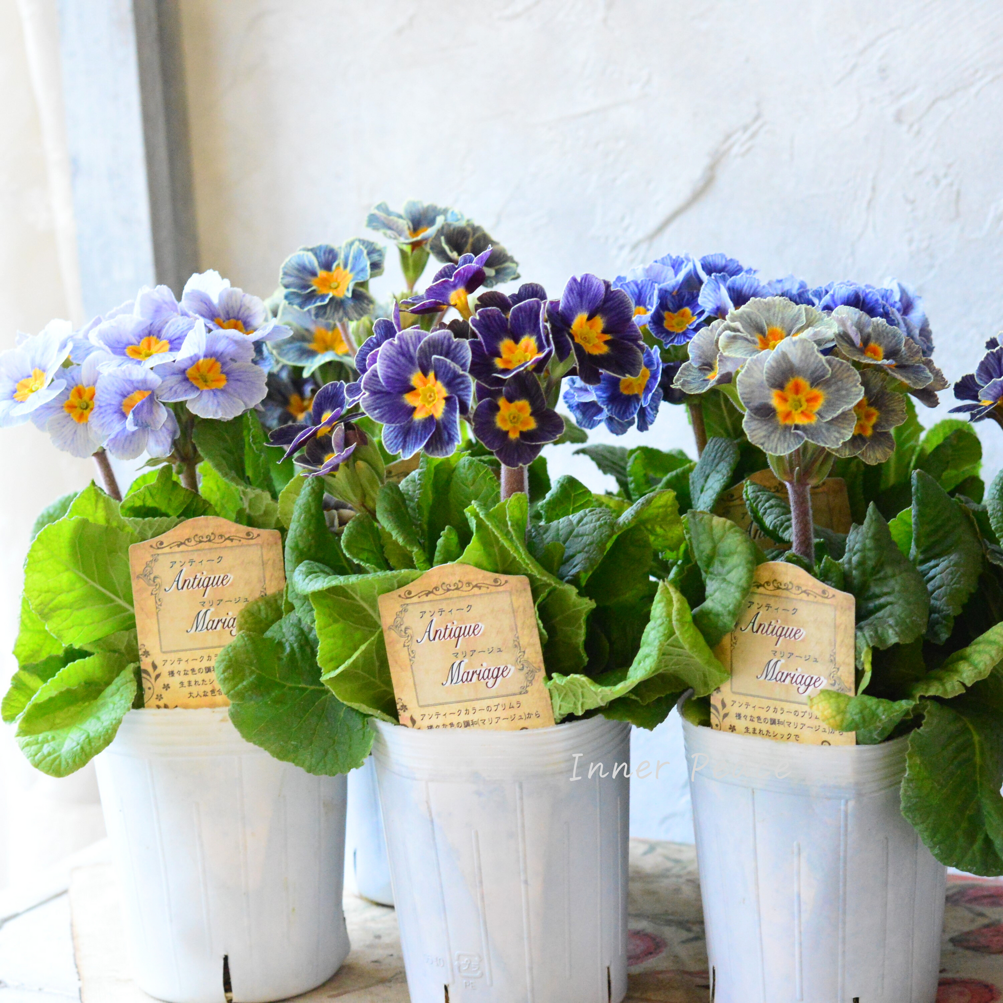 松原園芸さん】 プリムラ 『アンティークマリアージュ』～立性タイプ