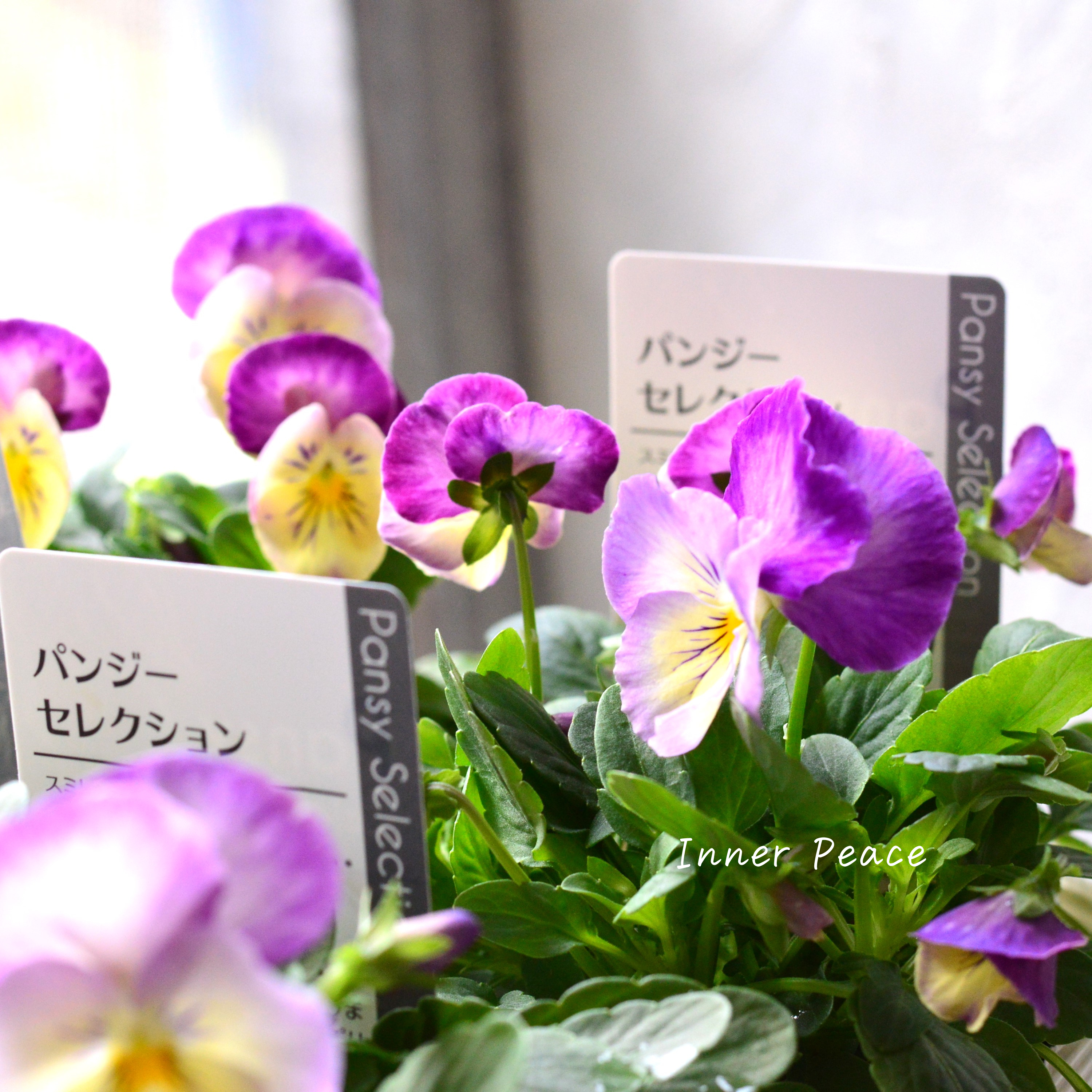 【かわいい】 パンジー 『わらく・クリームパープルピコティ』 3.5寸POT