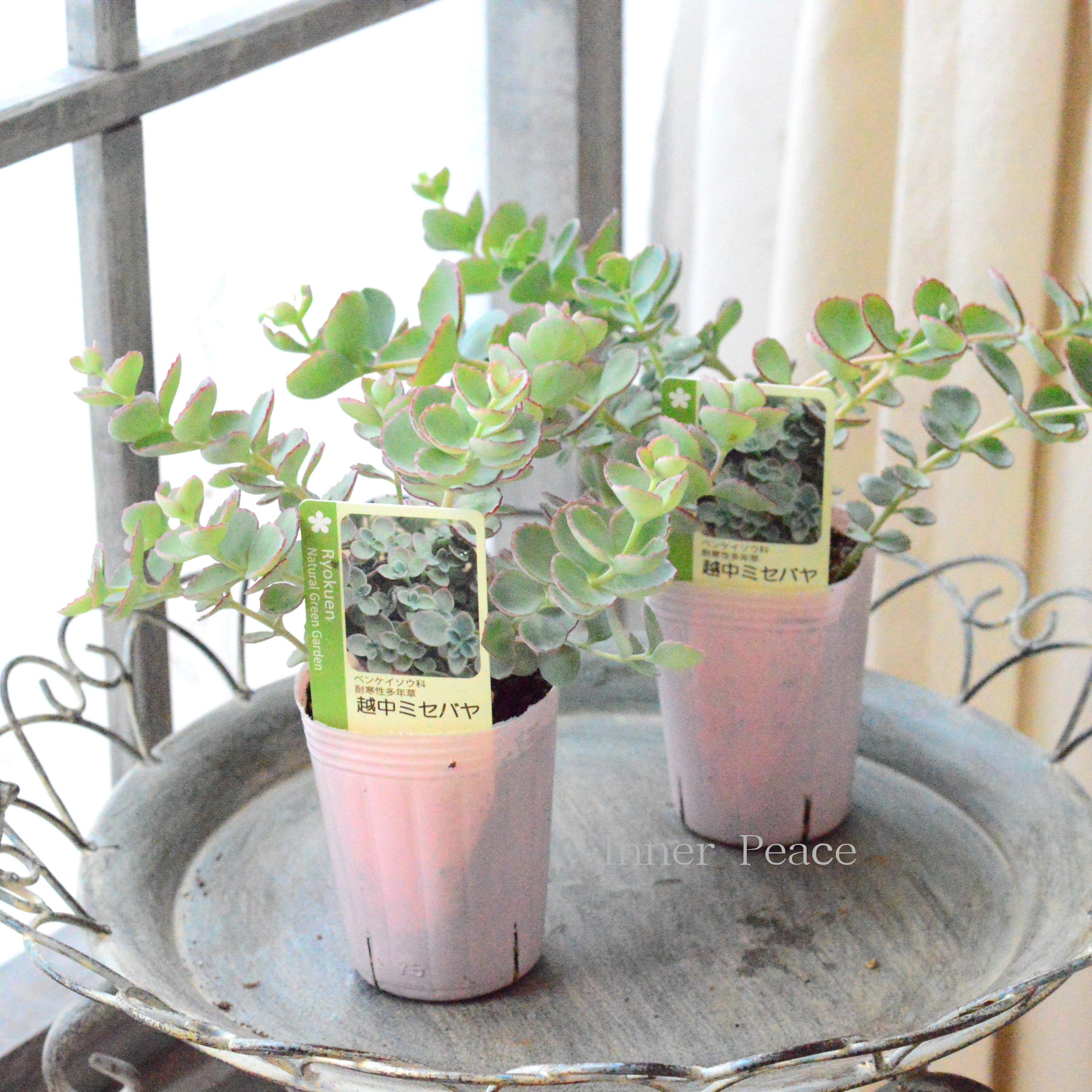 【寒さに強い】越中ミセバヤ 3寸POT