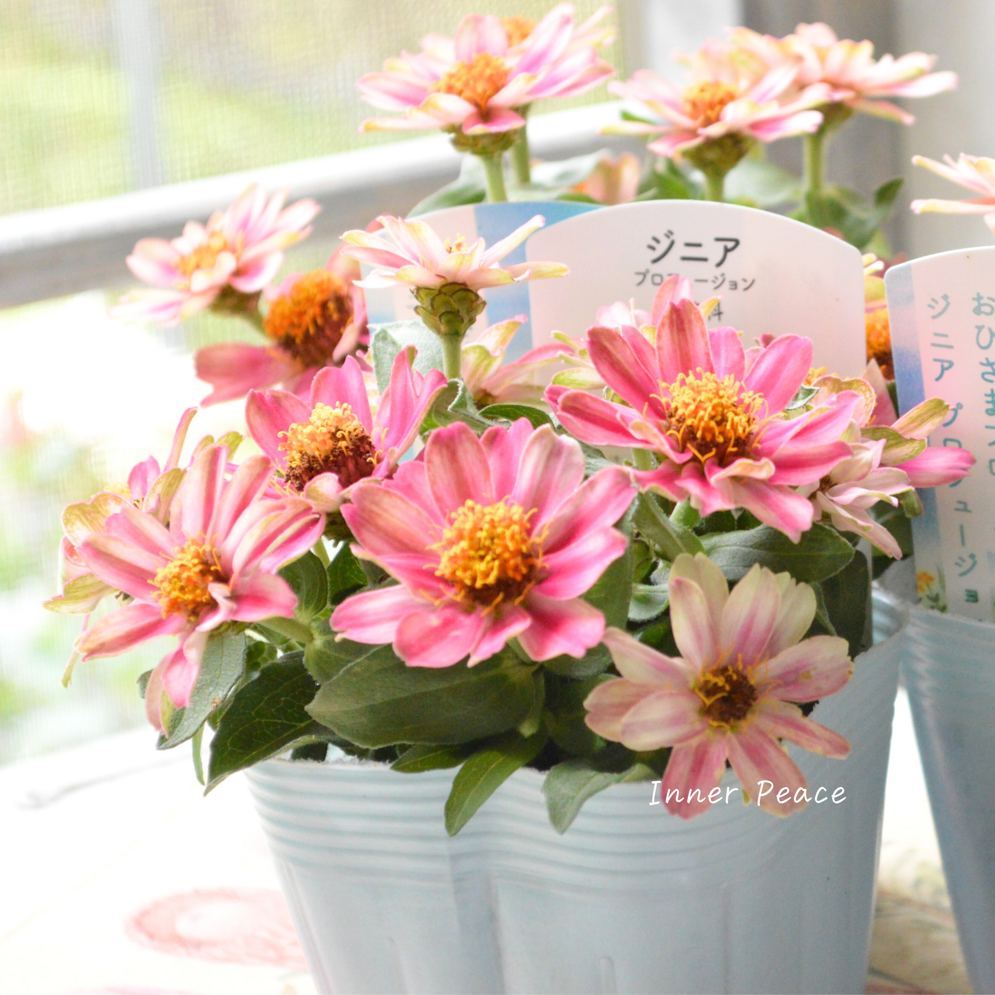 ジニア バイカラー ピンク×ホワイト 【抜き苗】いちごミルクみたいに ジニア バイカラー ピンク×ホワイト 【抜き苗】いちごミルクみたいに