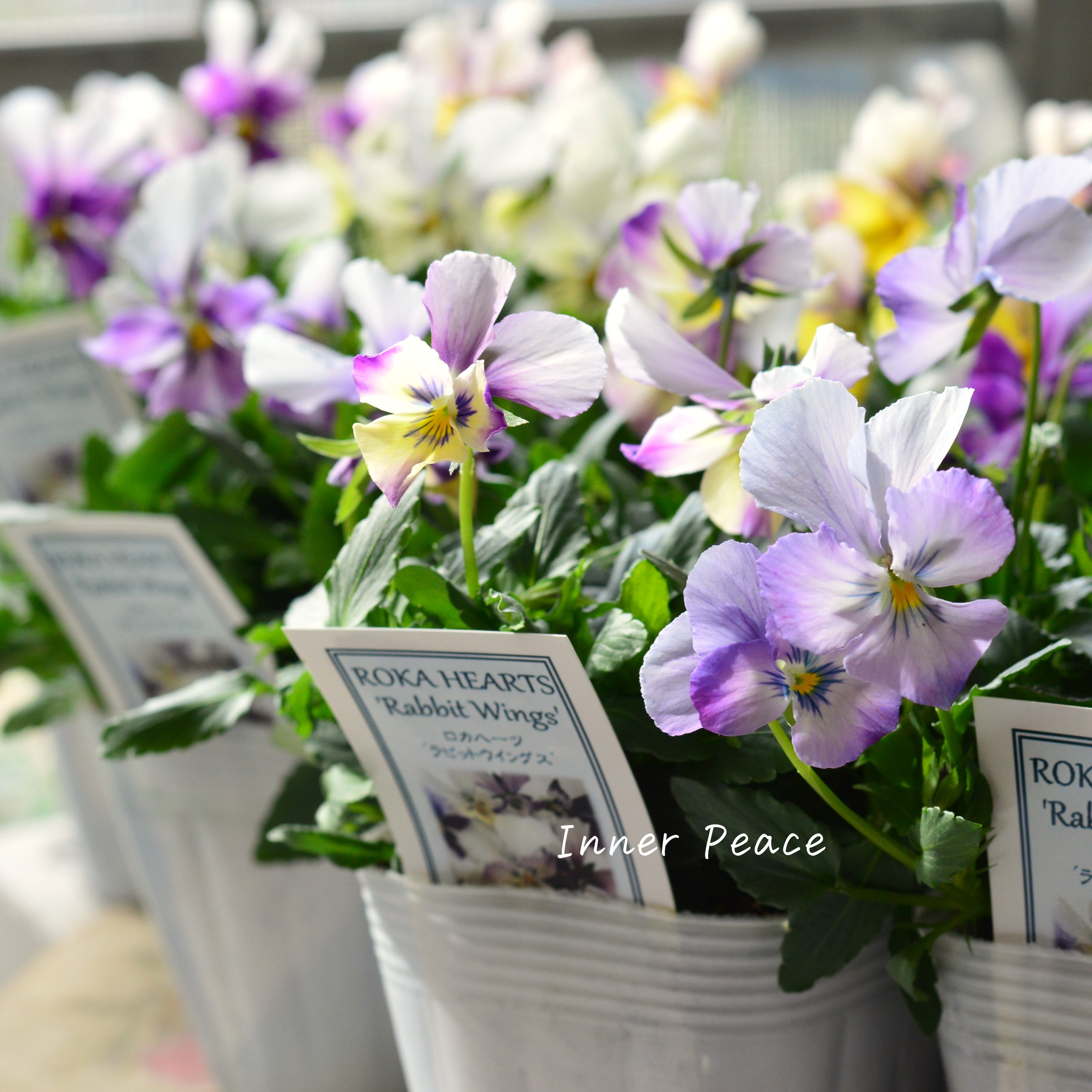 【美しい】 ビオラ ロカハーツ 『ラビットウイングス』 3.5寸POT