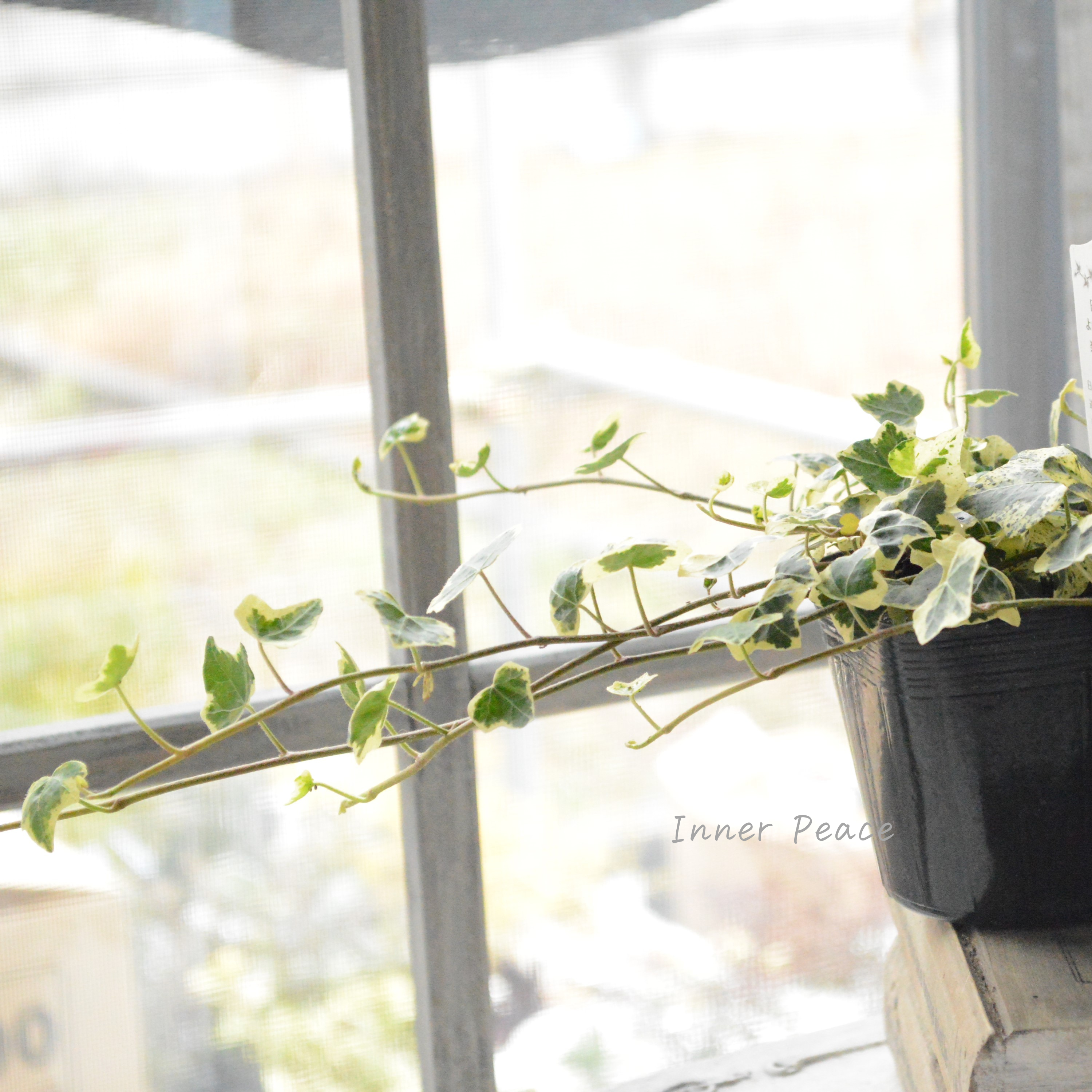 【斑入り】 ヘデラ 『カノン』 3寸POT