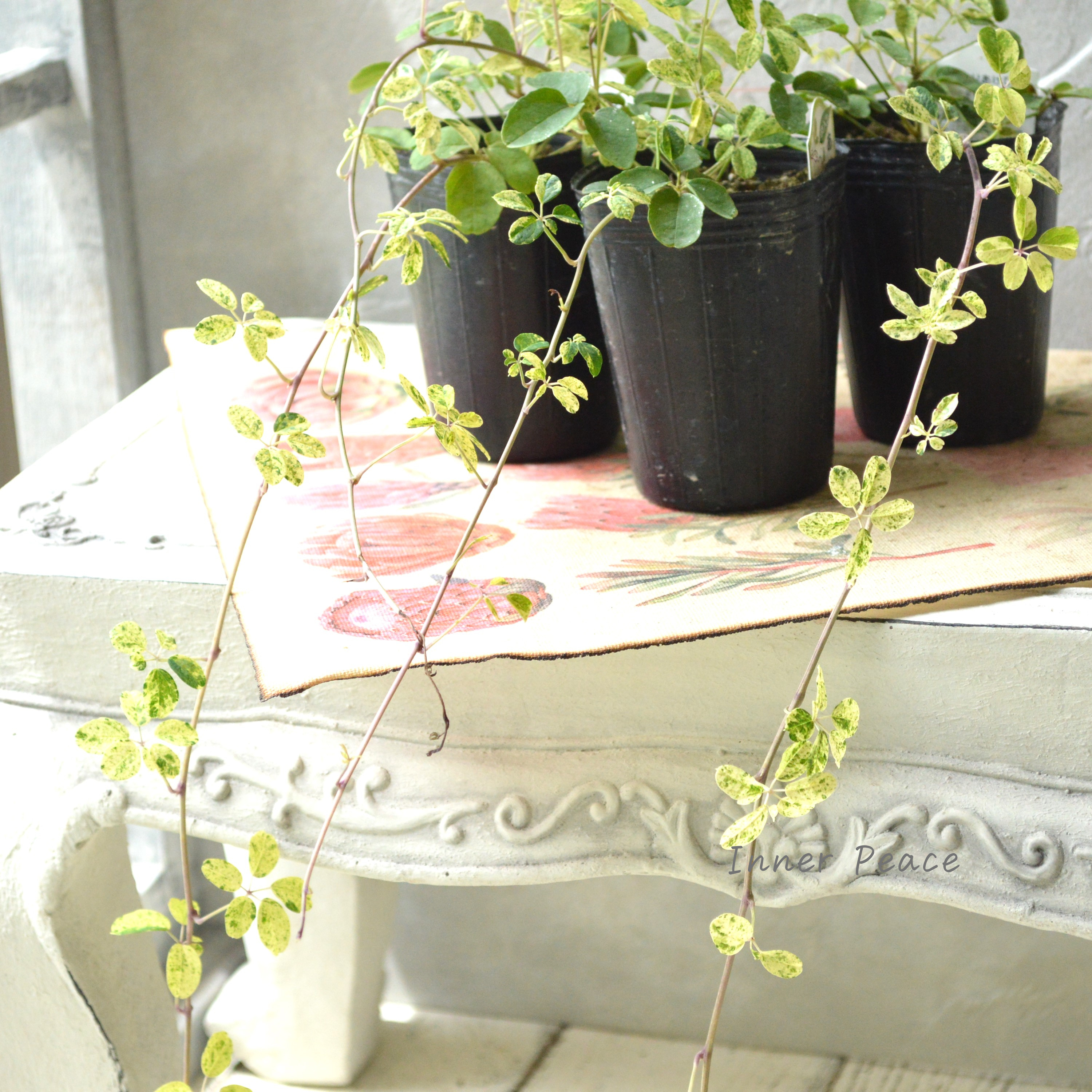 【斑入り】 五葉アケビ 2.5寸POT