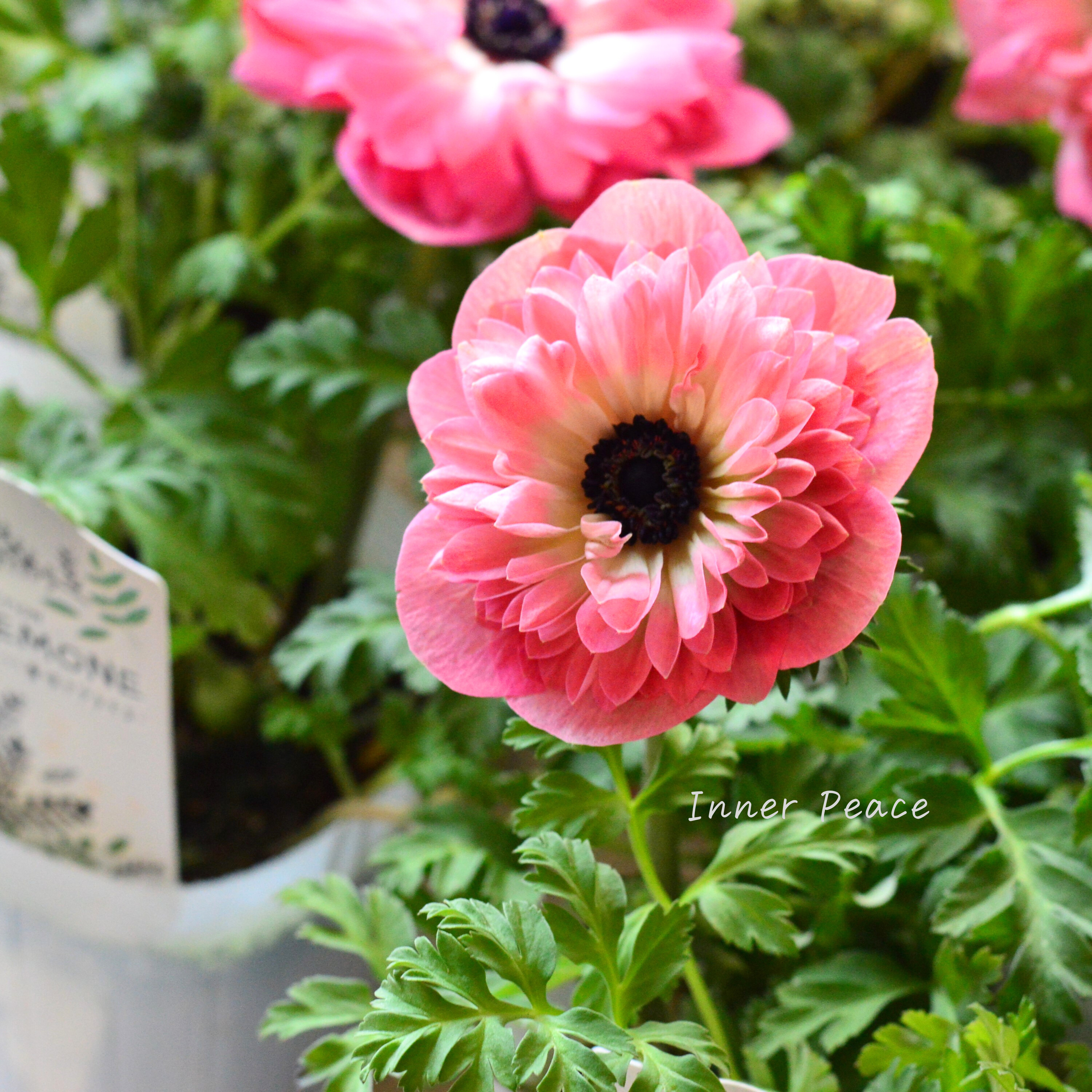 【八重咲き】 アネモネ 『ポルト・ダブル ピンク』 3~3.5寸POT