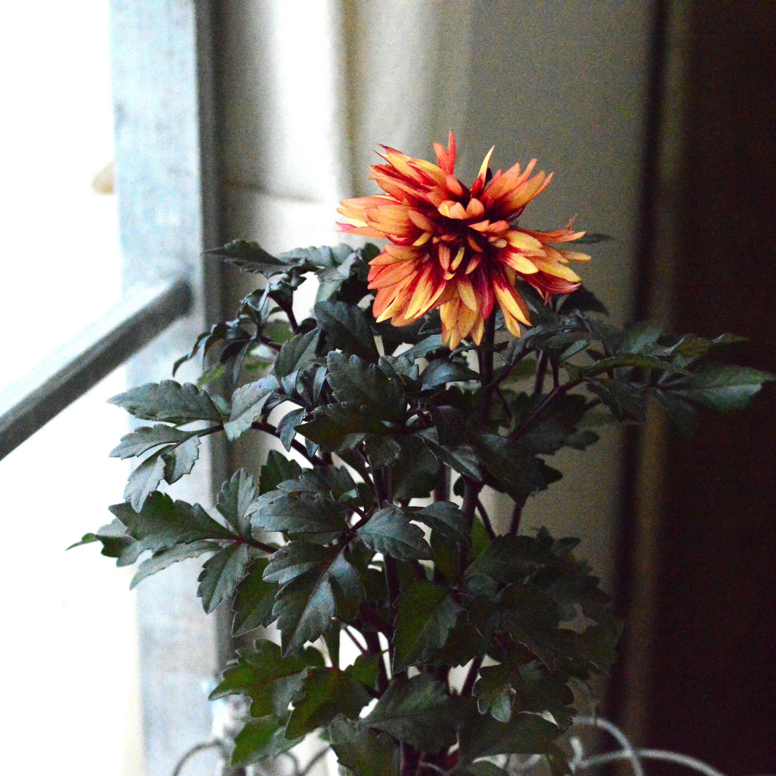 【美しい】銅葉ダリア・ラベラグランデ『チョコレートシリーズ・アンバー』 3寸ロングPOT