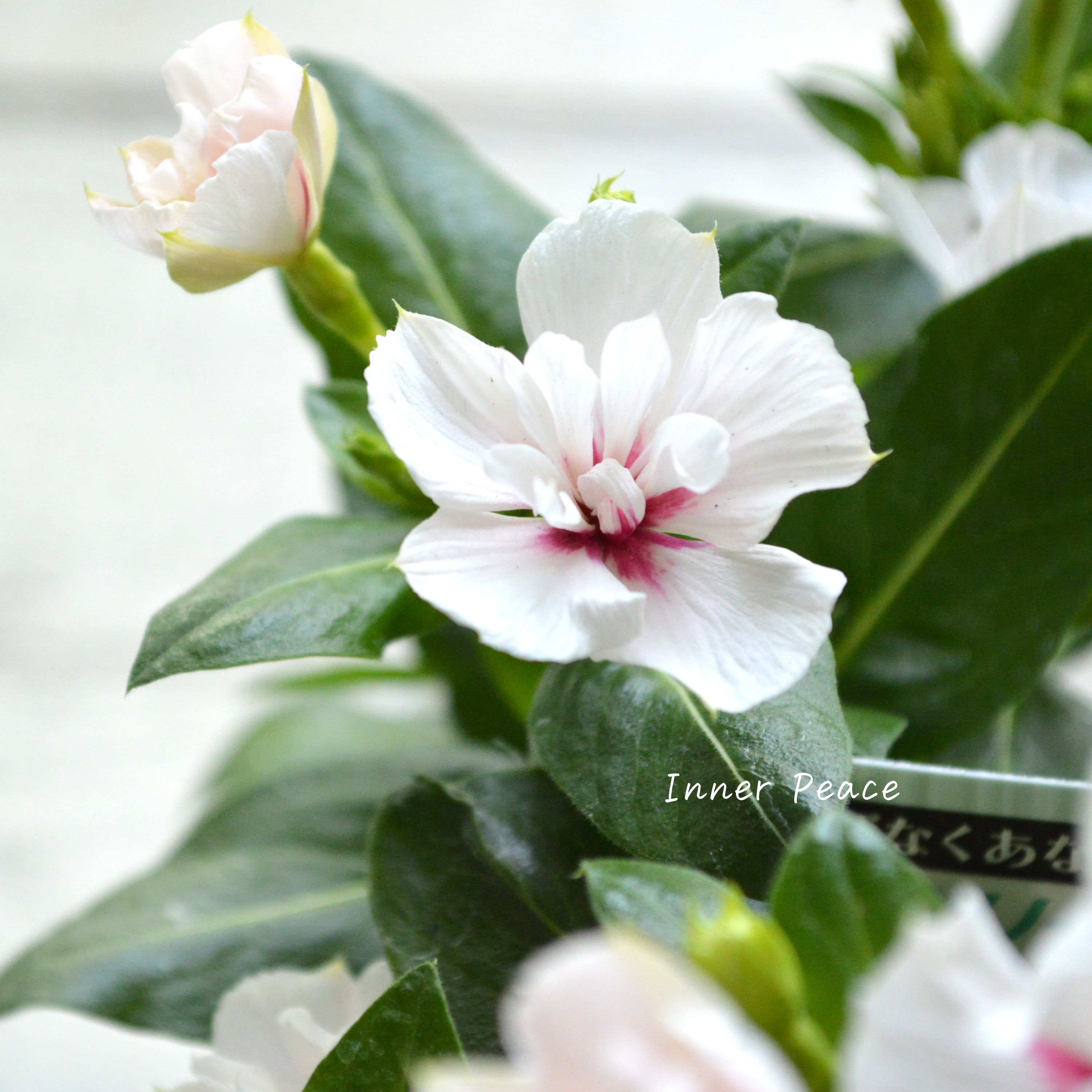 【北島園芸さん】 ニチニチソウ(八重咲き) 『ミラシリーズ・アプリコット』 3.5寸POT