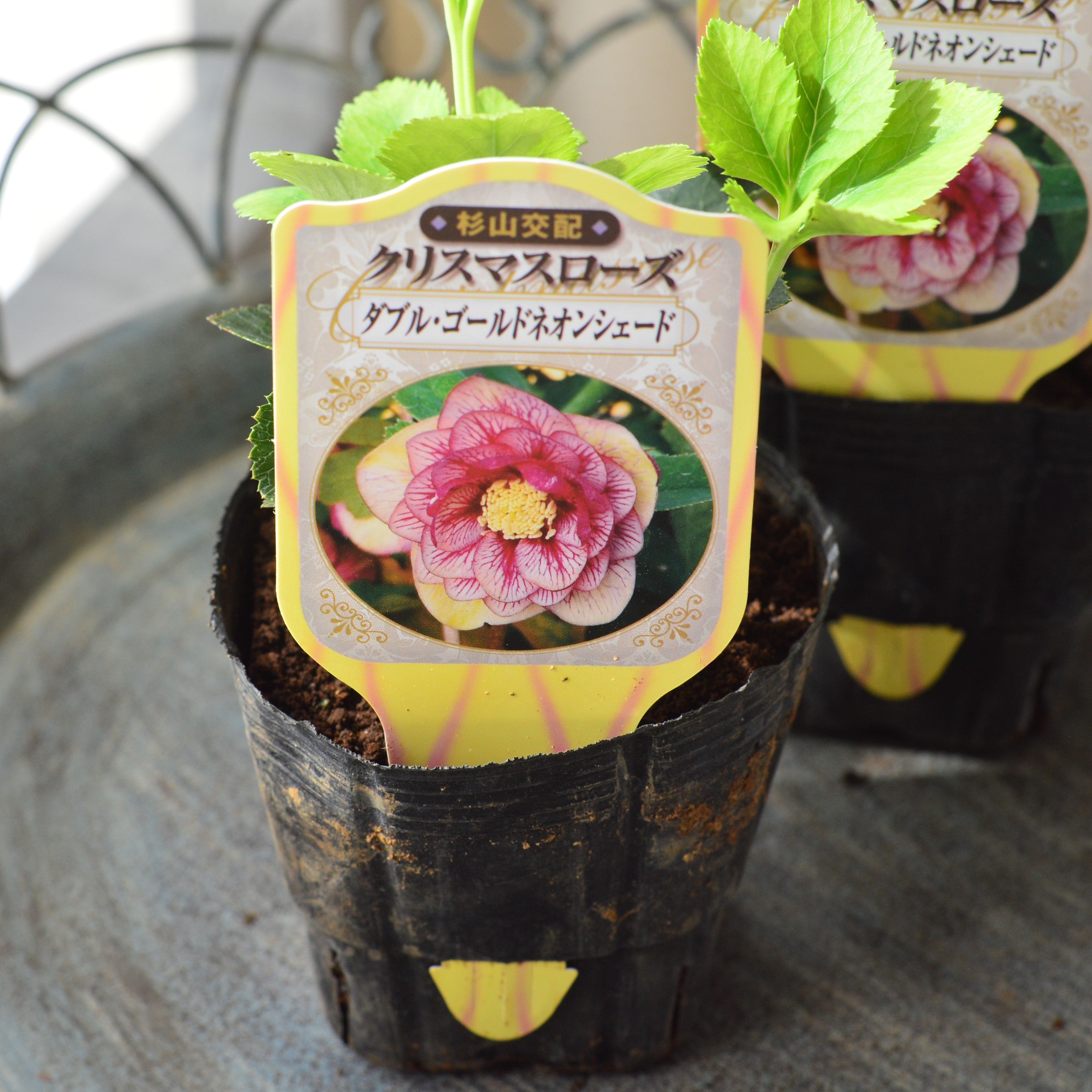 【杉光園芸さん】 クリスマスローズ 『ダブル・ダブルゴールドネオンシェード』 3寸POT