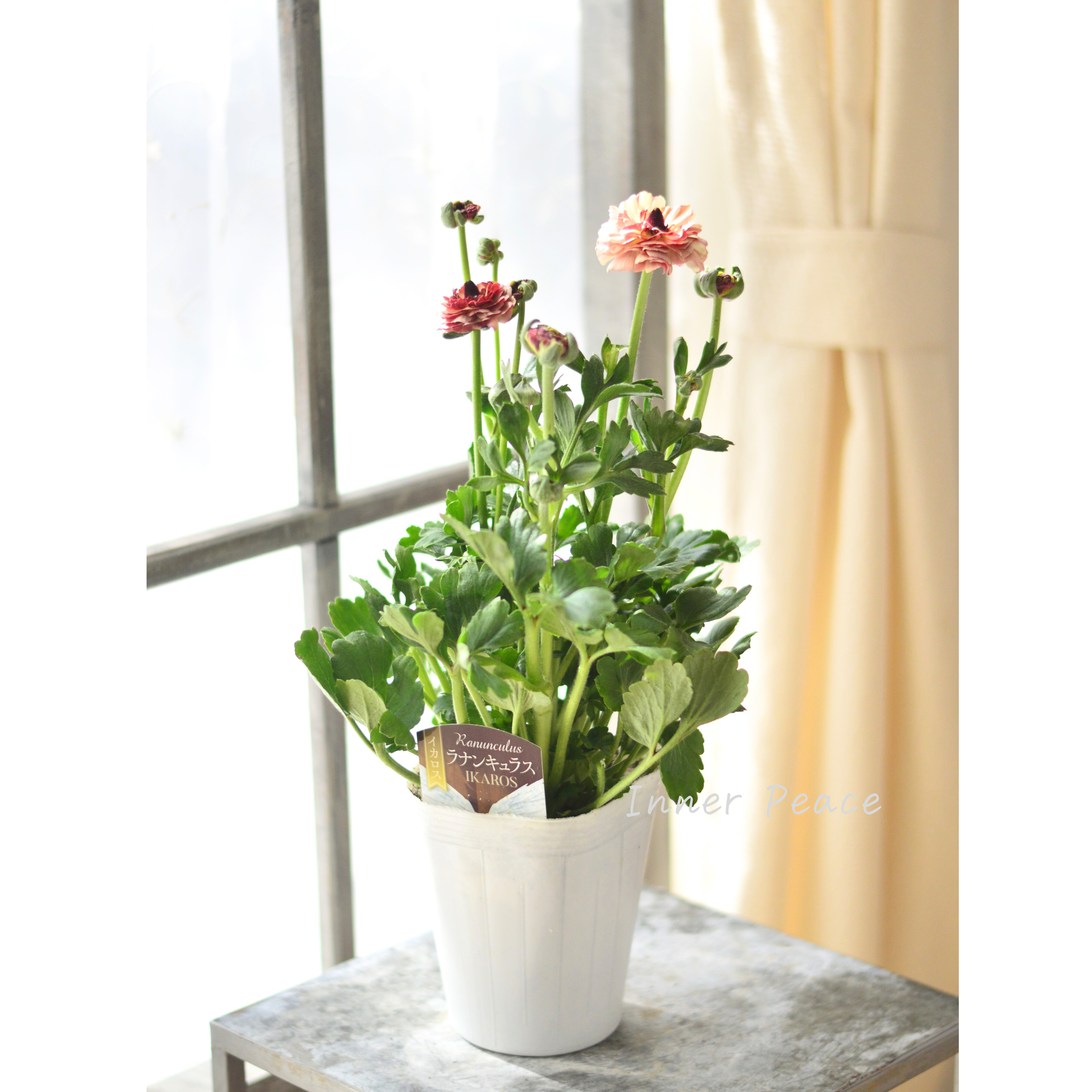 【綾園芸さん育種】 ラナンキュラス 『イカロス・アンティーク系』 4寸ロングPOT