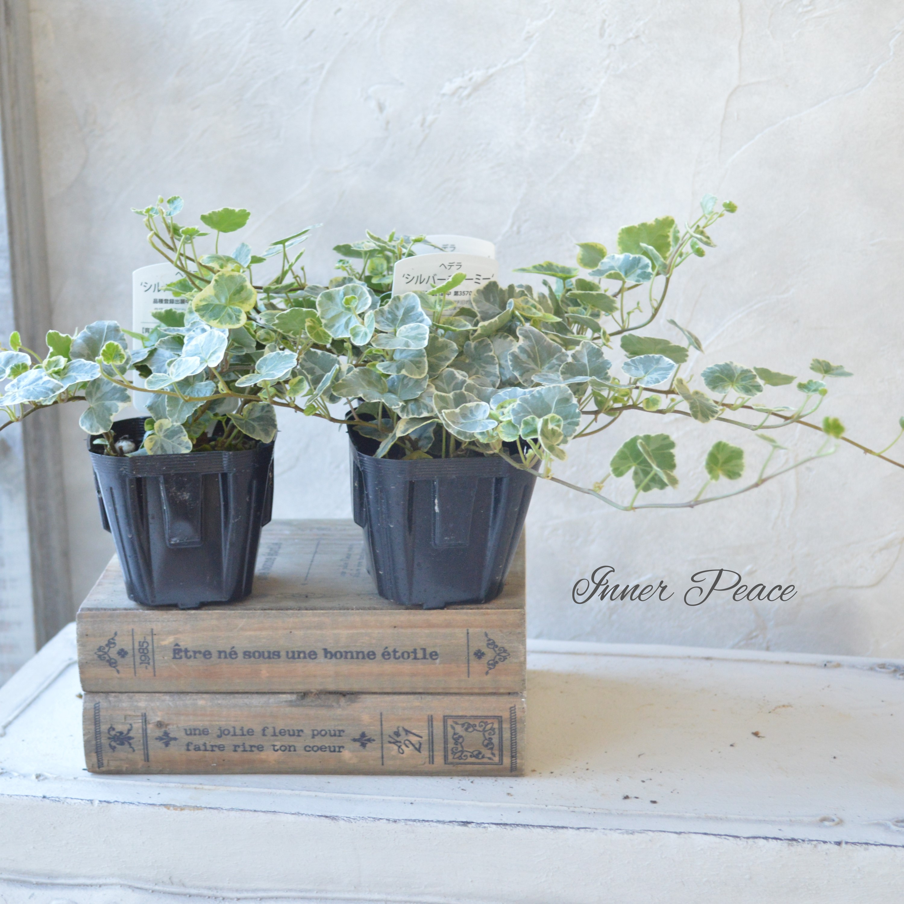 【希少】 ヘデラ 『シルバーチャーミー』 2.5~3寸POT