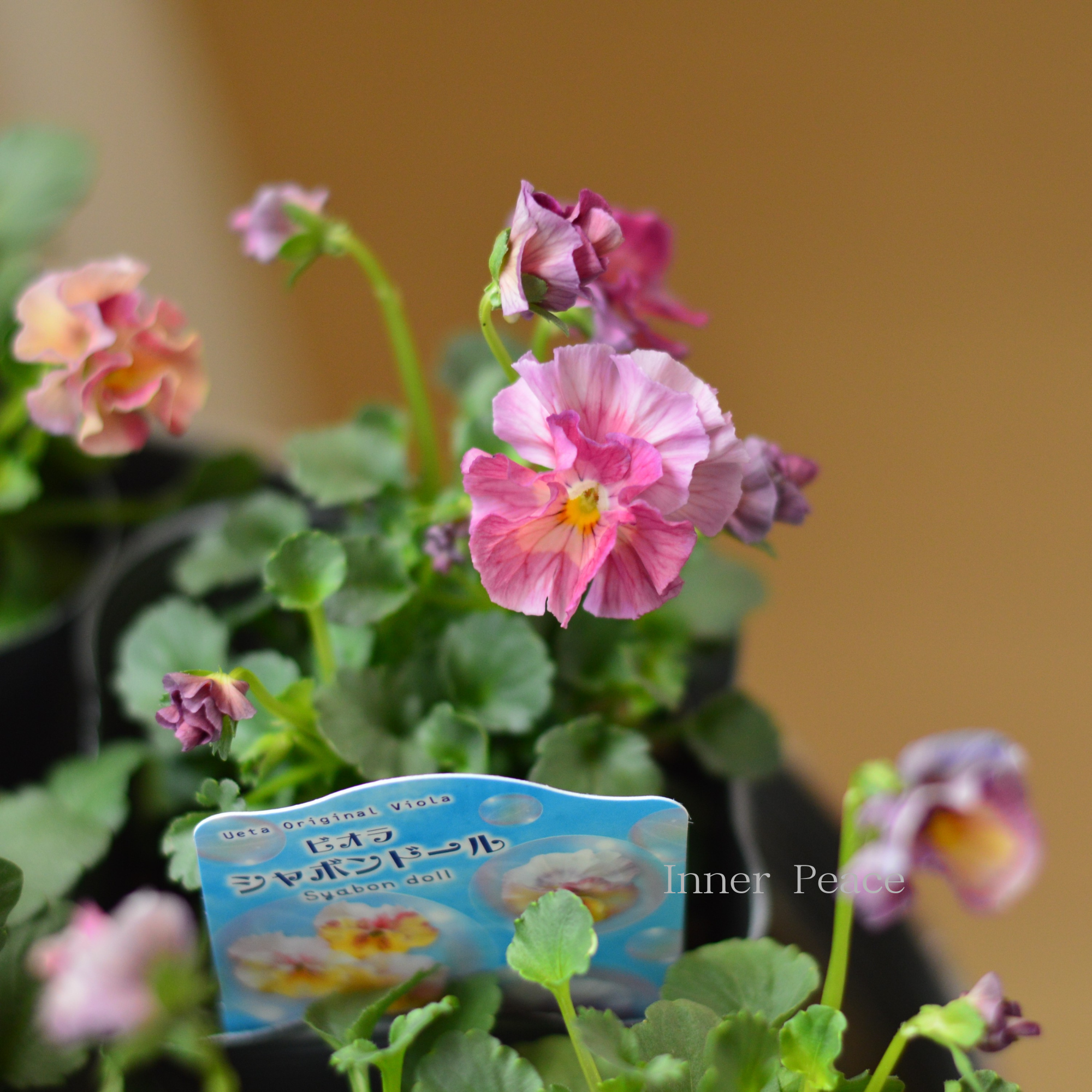 【うえたさん育種】 ビオラ 『シャボンドール』 3.5寸POT