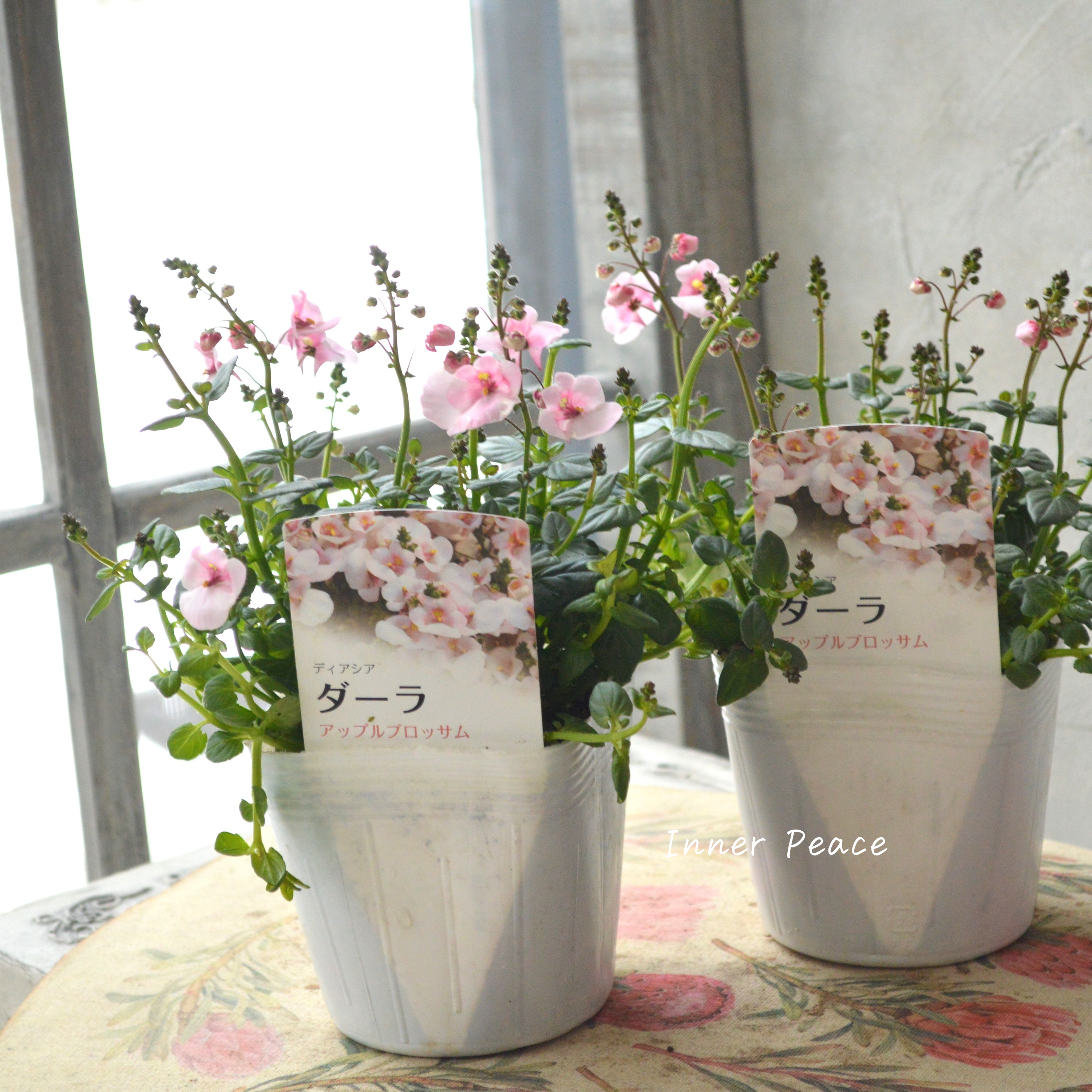 【かわいい】 ディアスシア 『ダーラ・アップルブロッサム』 3.5寸POT