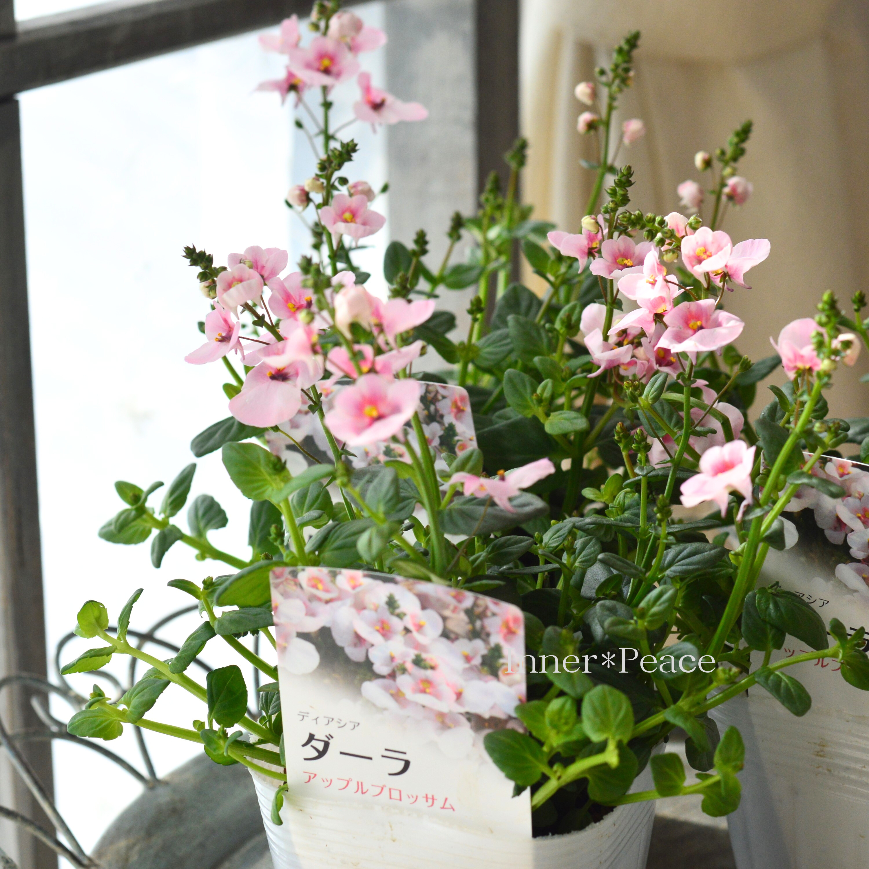 【かわいい】 ディアスシア 『ダーラ・アップルブロッサム』 3.5寸POT