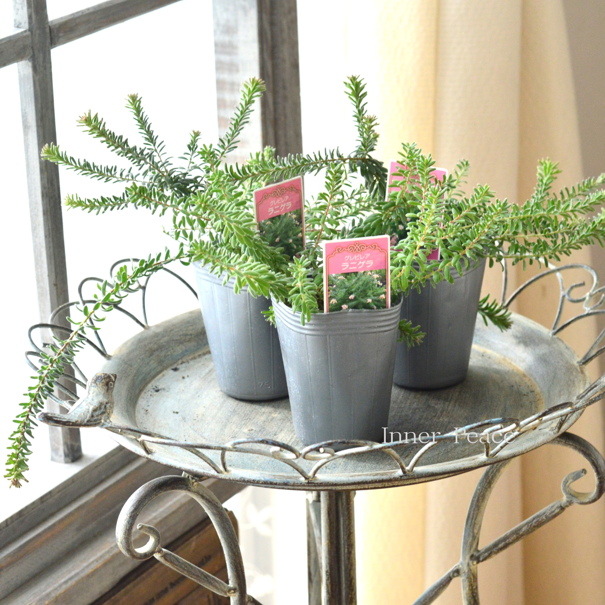 【人気】 グレビレア 『ラニゲラ』 3寸ロングPOT