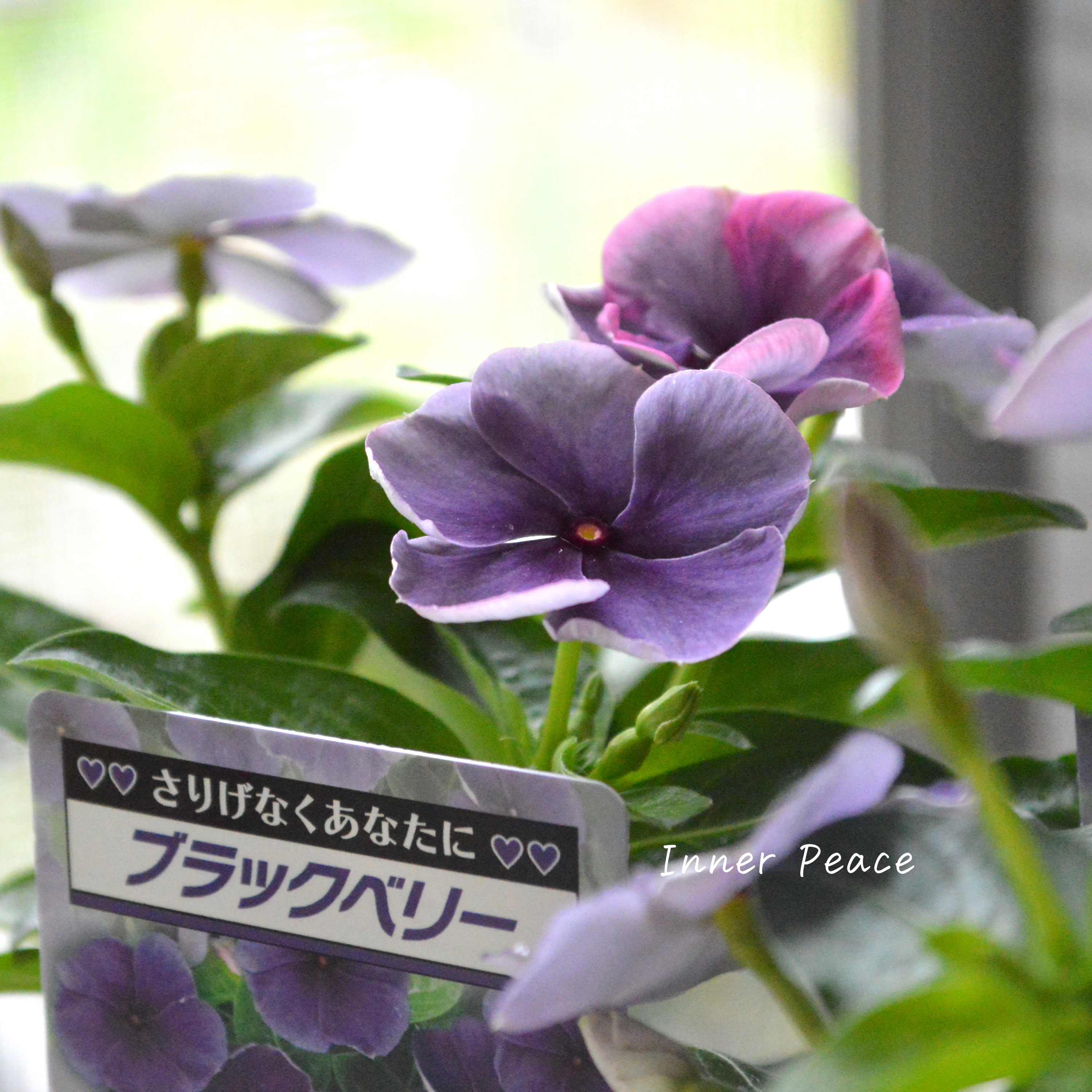 【北島園芸さん】 ニチニチソウ 『ブラックベリー・スモーキー』 3.5寸POT