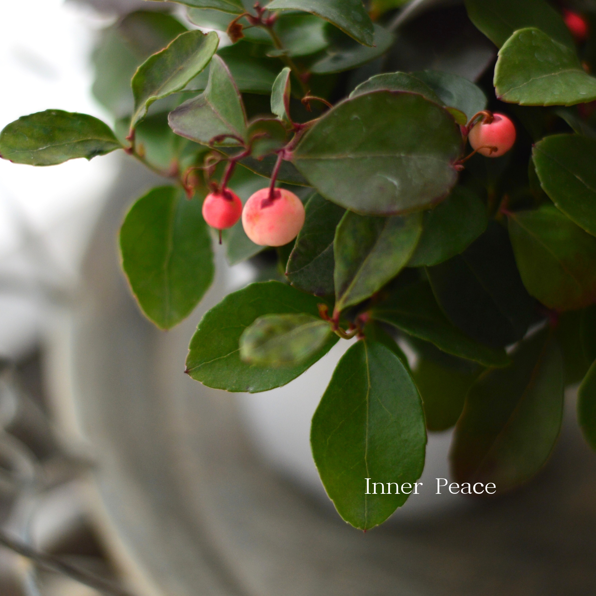 【寄せ植えに】 ゴーテリア・チャオペラ 『ピンク』 3寸POT