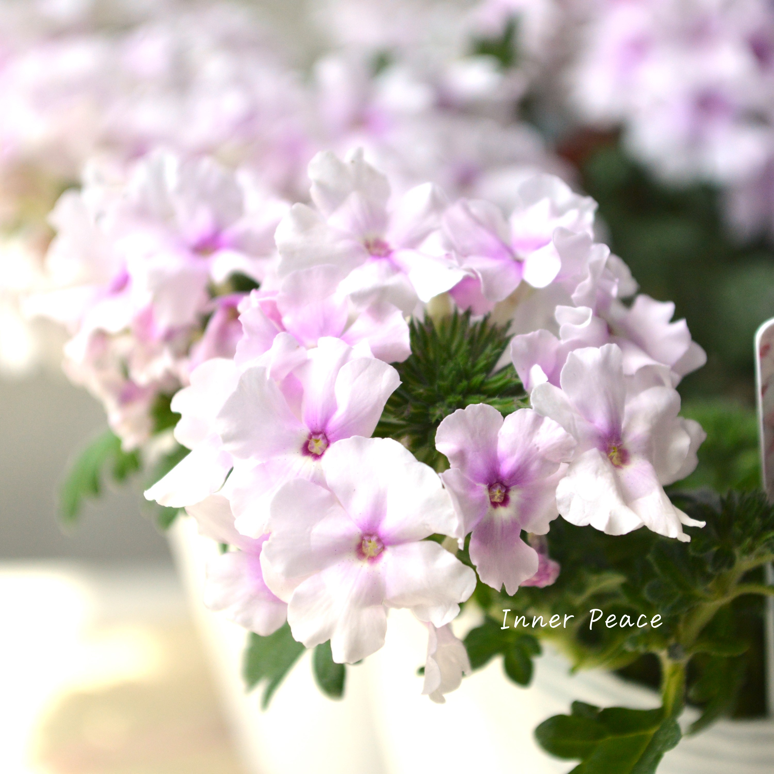 【宿根】 バーベナ 『コルト・ライトピンクアイ』 3.5寸POT