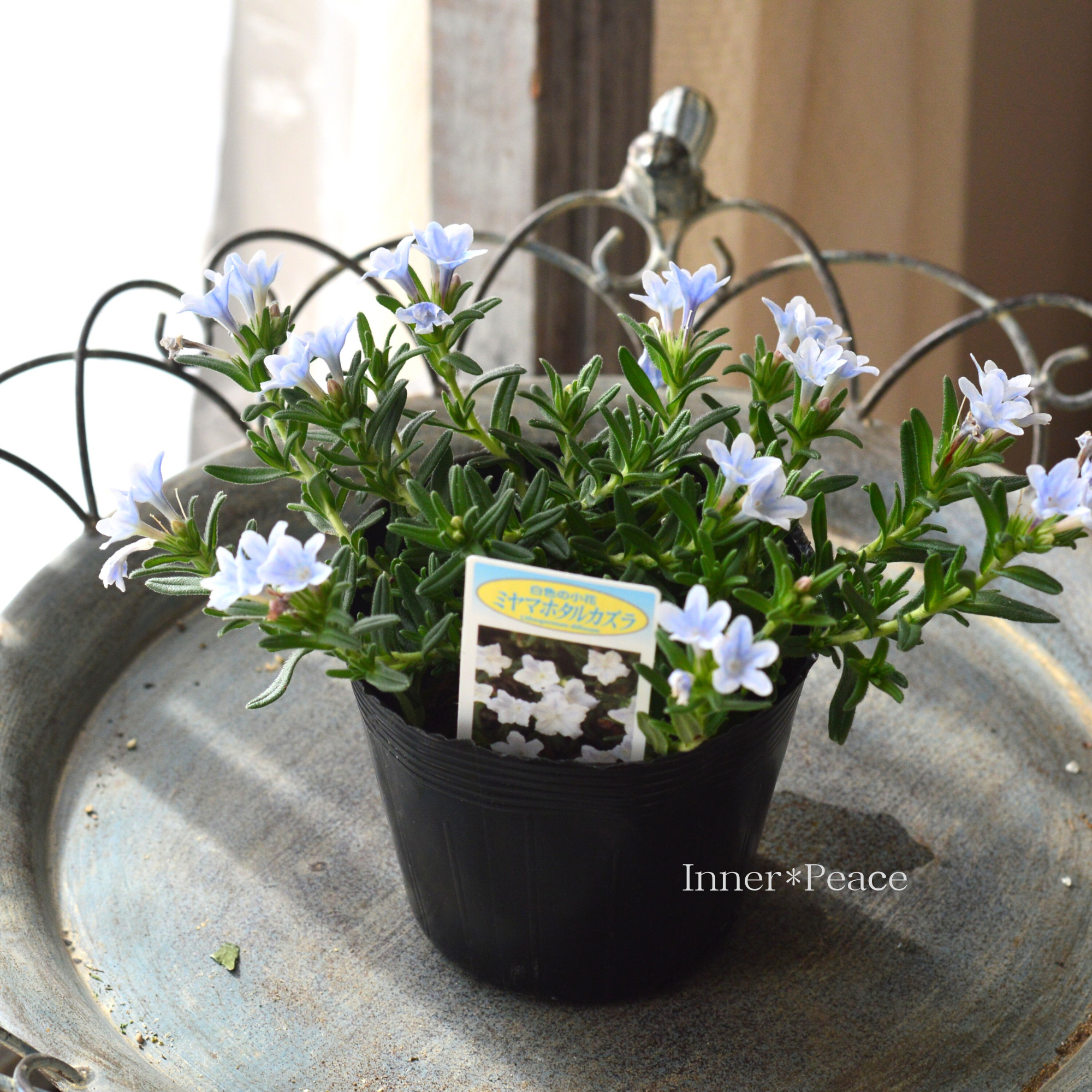 【美しい】 ミヤマホタルカズラ 『リソドラスター』 3.5寸POT