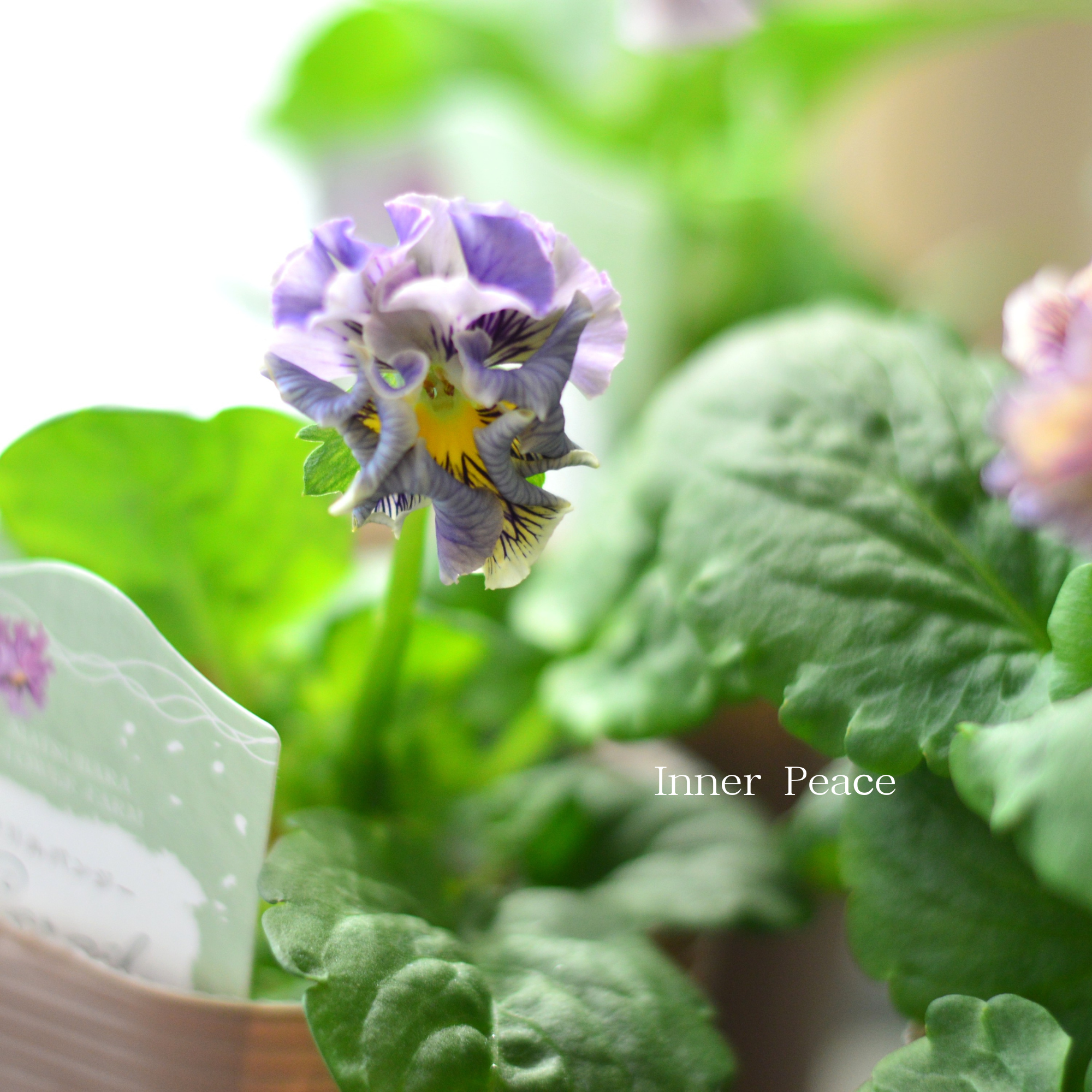 【素敵】 パンジー 『コライユ・ステムロング ブルー・パープル系』 3寸ロングPOT