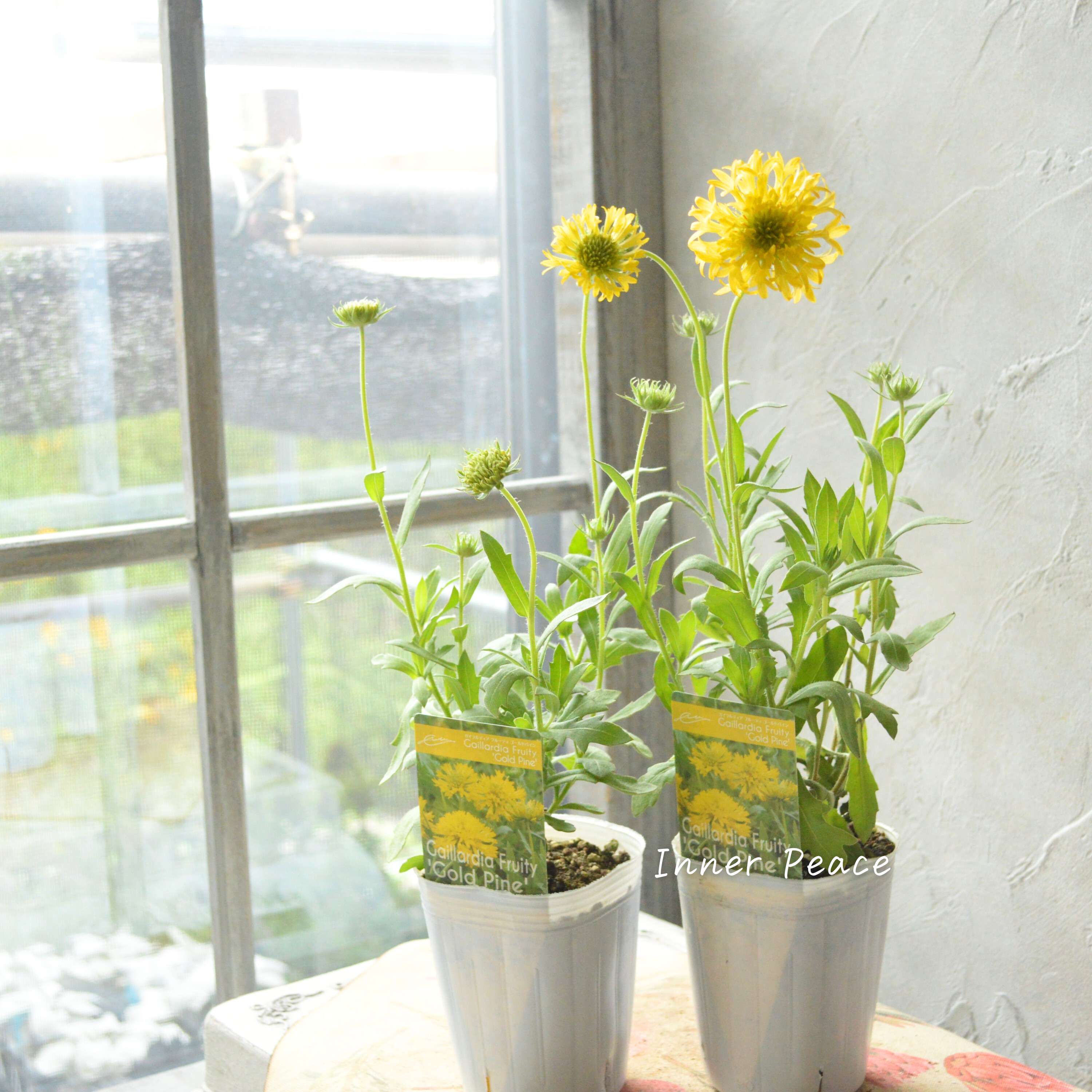 【人気】 ガイラルディア 『フルーティ・ゴールドパイン』 3寸ロングPOT