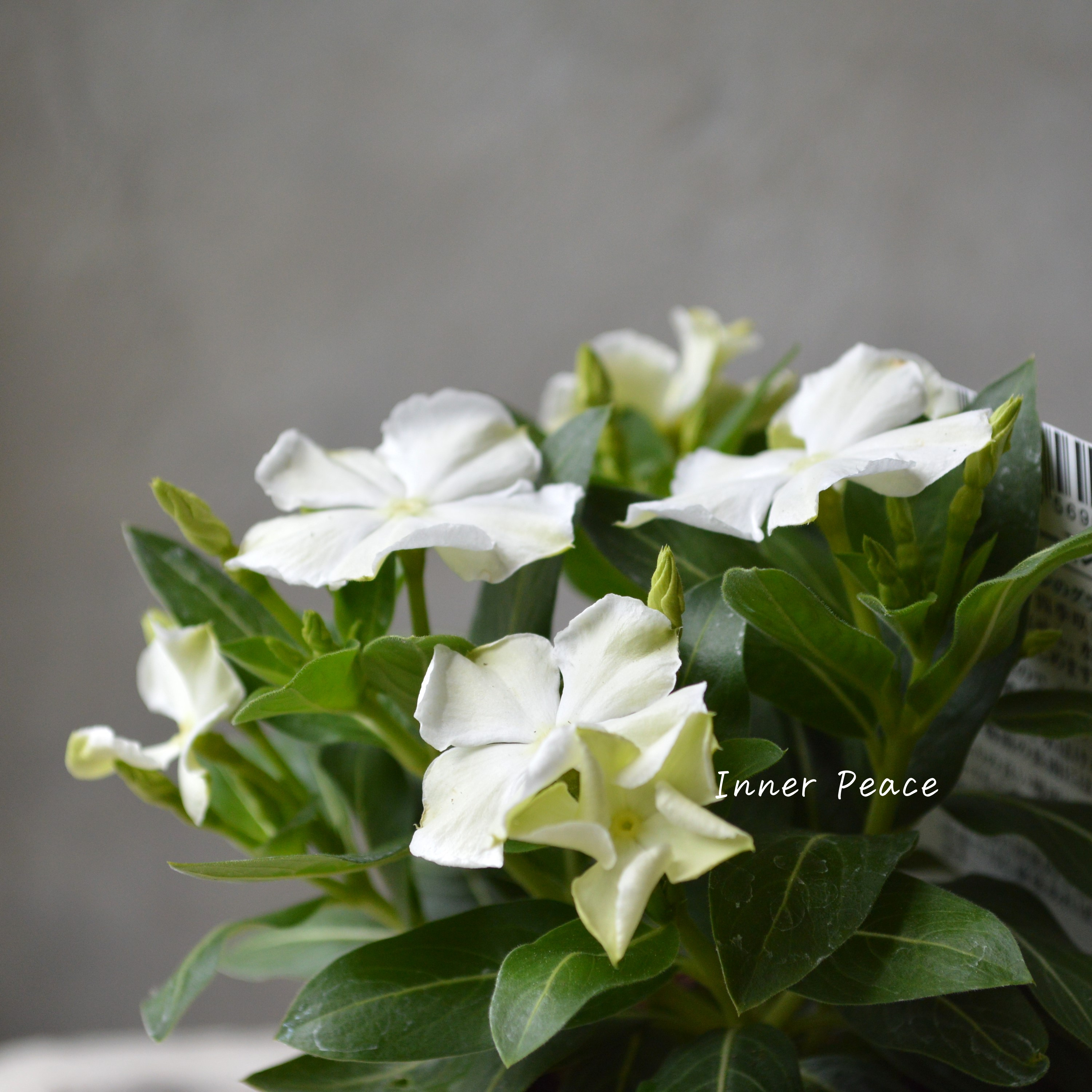 【北島園芸さん】 ニチニチソウ 『サマーミント』 3.5寸POT