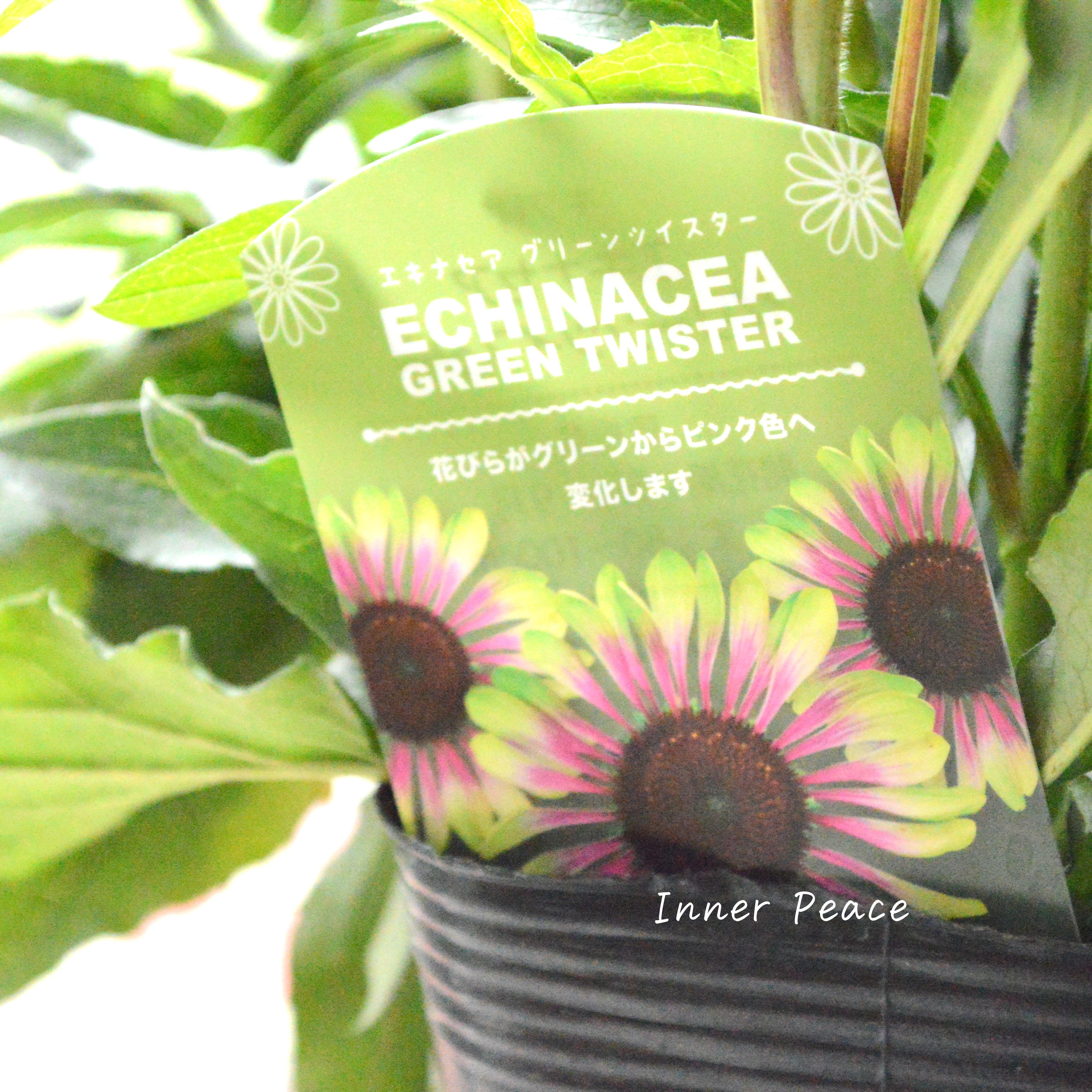 【暑さ寒さに強い】 エキナセア 『グリーンツイスター』 3.5寸ロングPOT