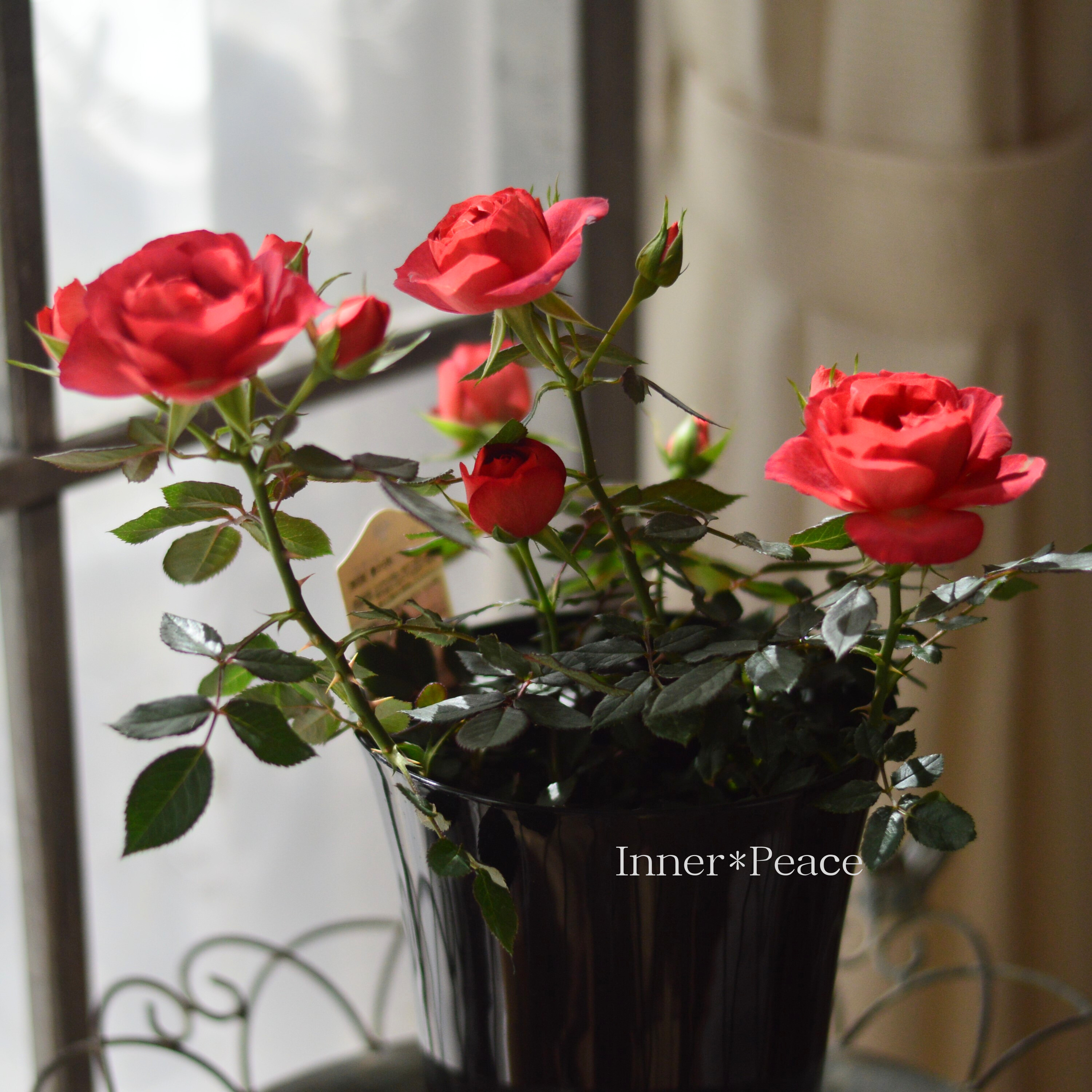 【美しい】ミニ薔薇 『コーヒーオベーション』 5寸鉢