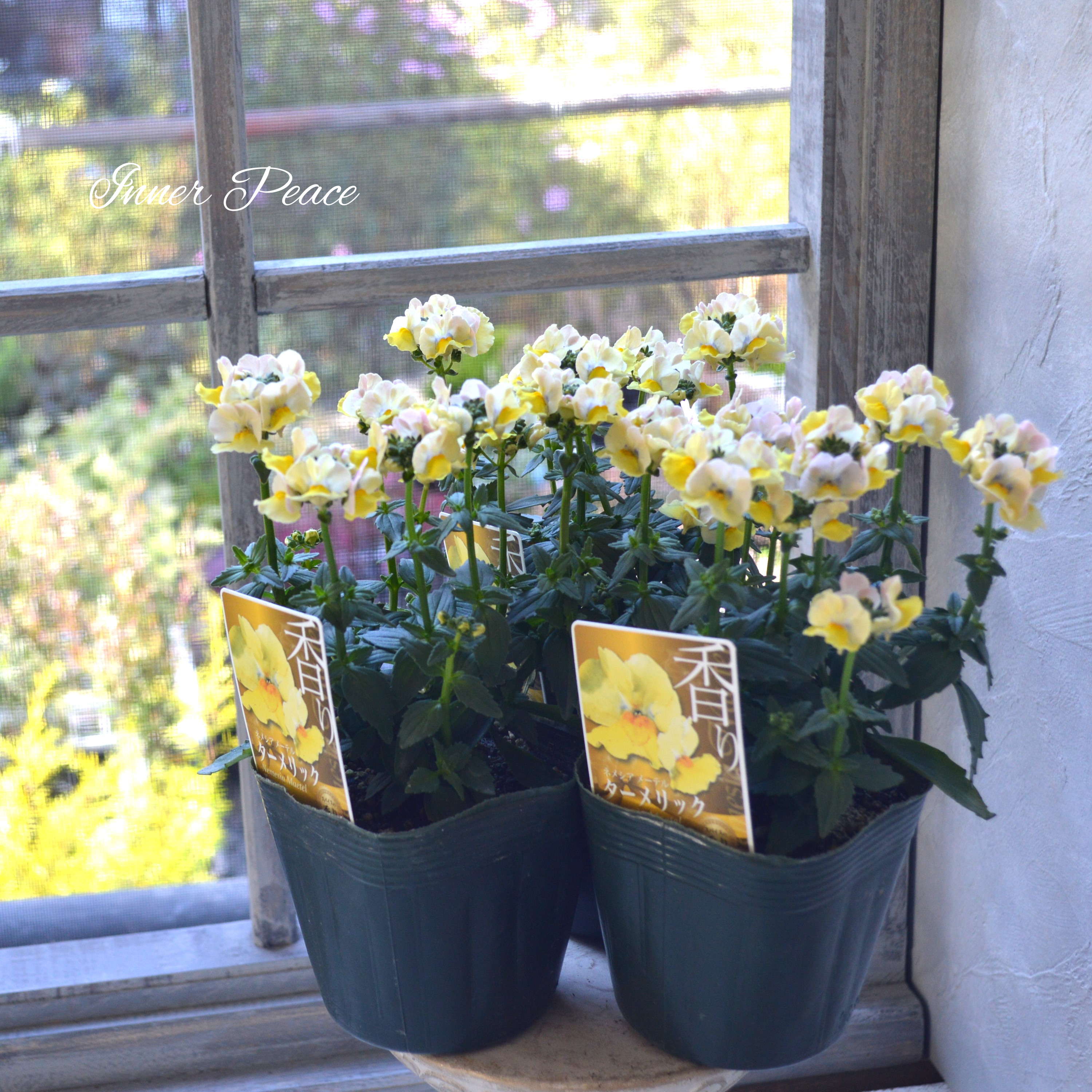 【ゲブラさん】 ネメシア・メーテル 『ターメリック』 3.5寸POT