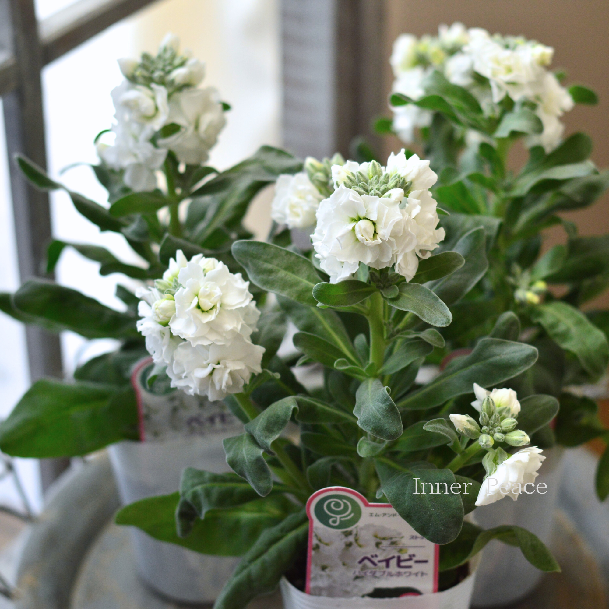 【八重咲き】 ストック ベイビー 『ハイダブルホワイト』 3寸ロングPOT