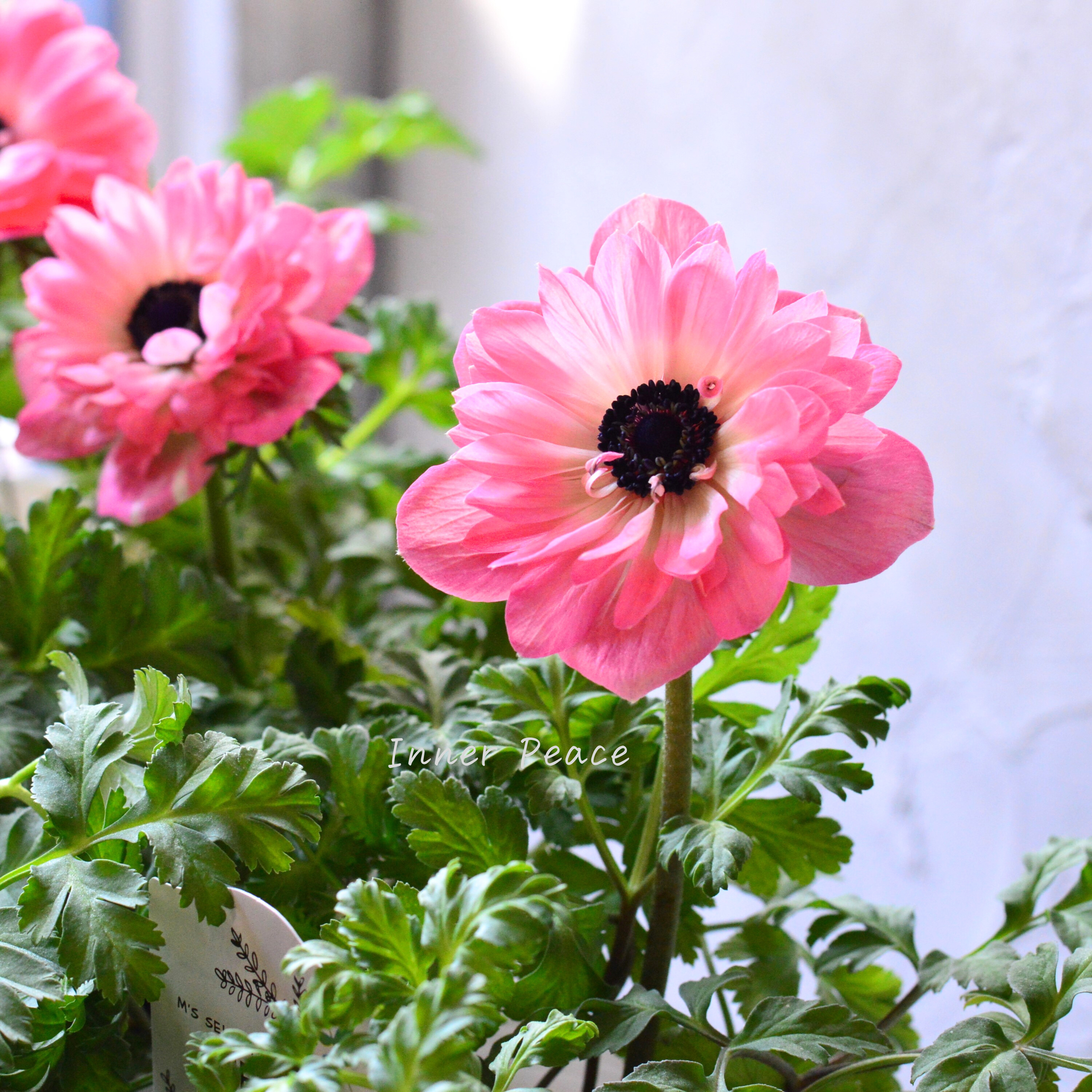 【八重咲き】 アネモネ 『ポルト・ダブル ピンク』 3~3.5寸POT