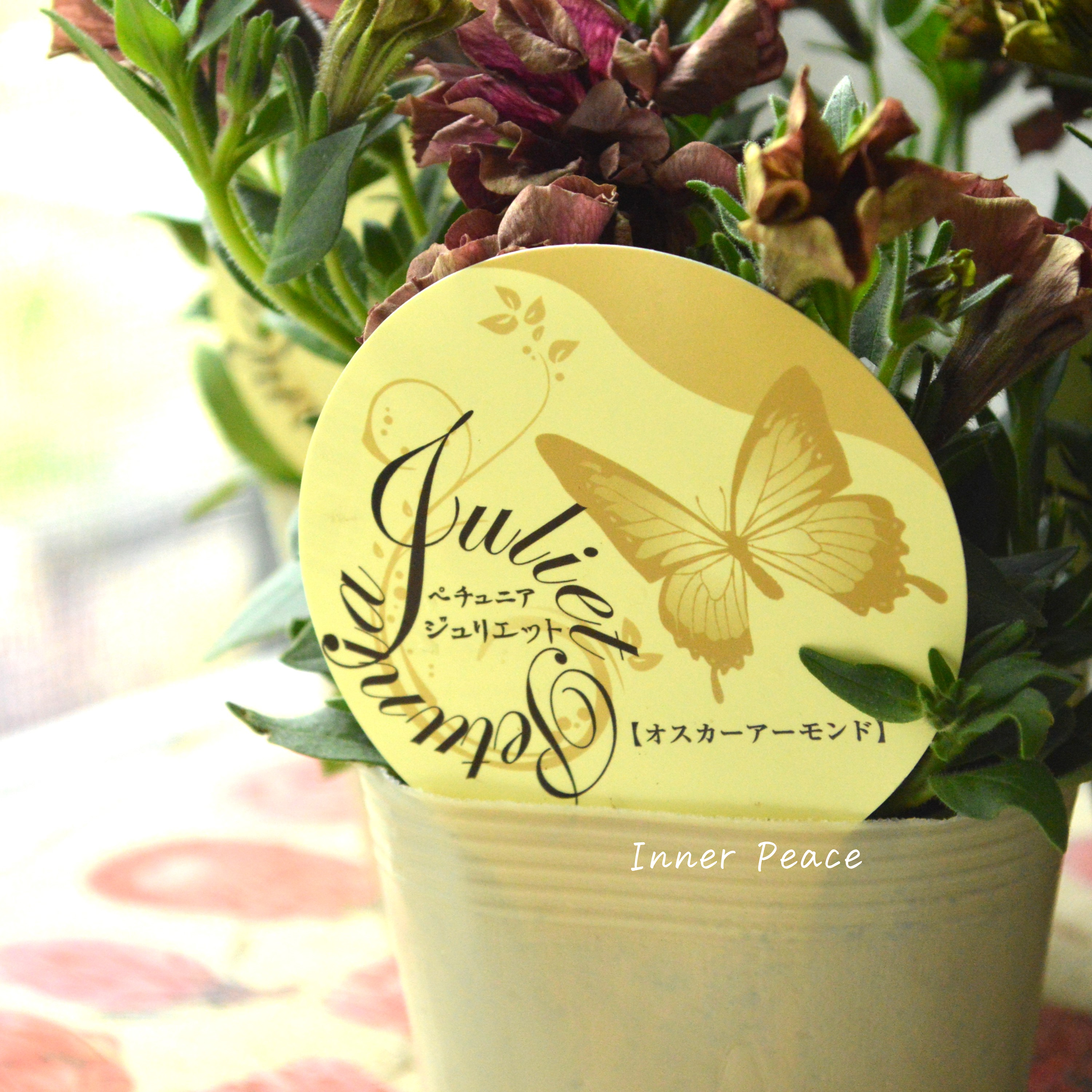 【花芳さんオリジナル】New! 八重咲きペチュニア 『ジュリエット・オスカーアーモンド』 3.5寸POT