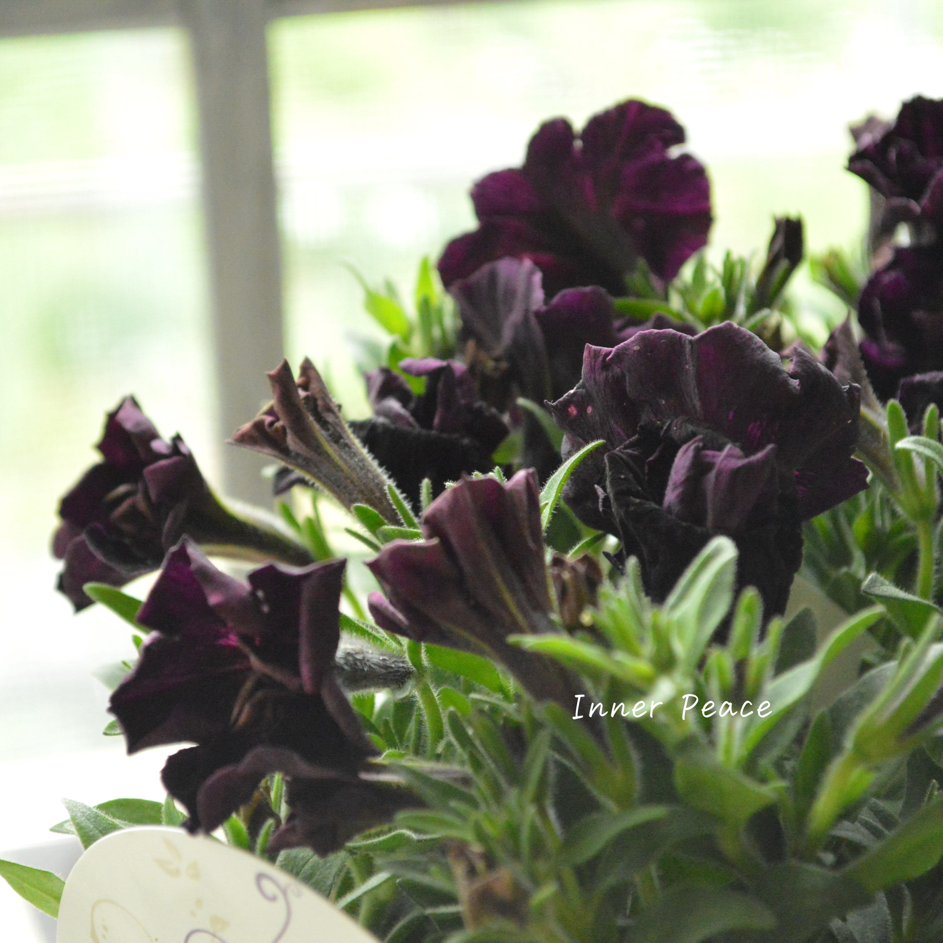 【花芳さんオリジナル】 八重咲きペチュニア 『ジュリエット・ブラック』 3.5寸POT