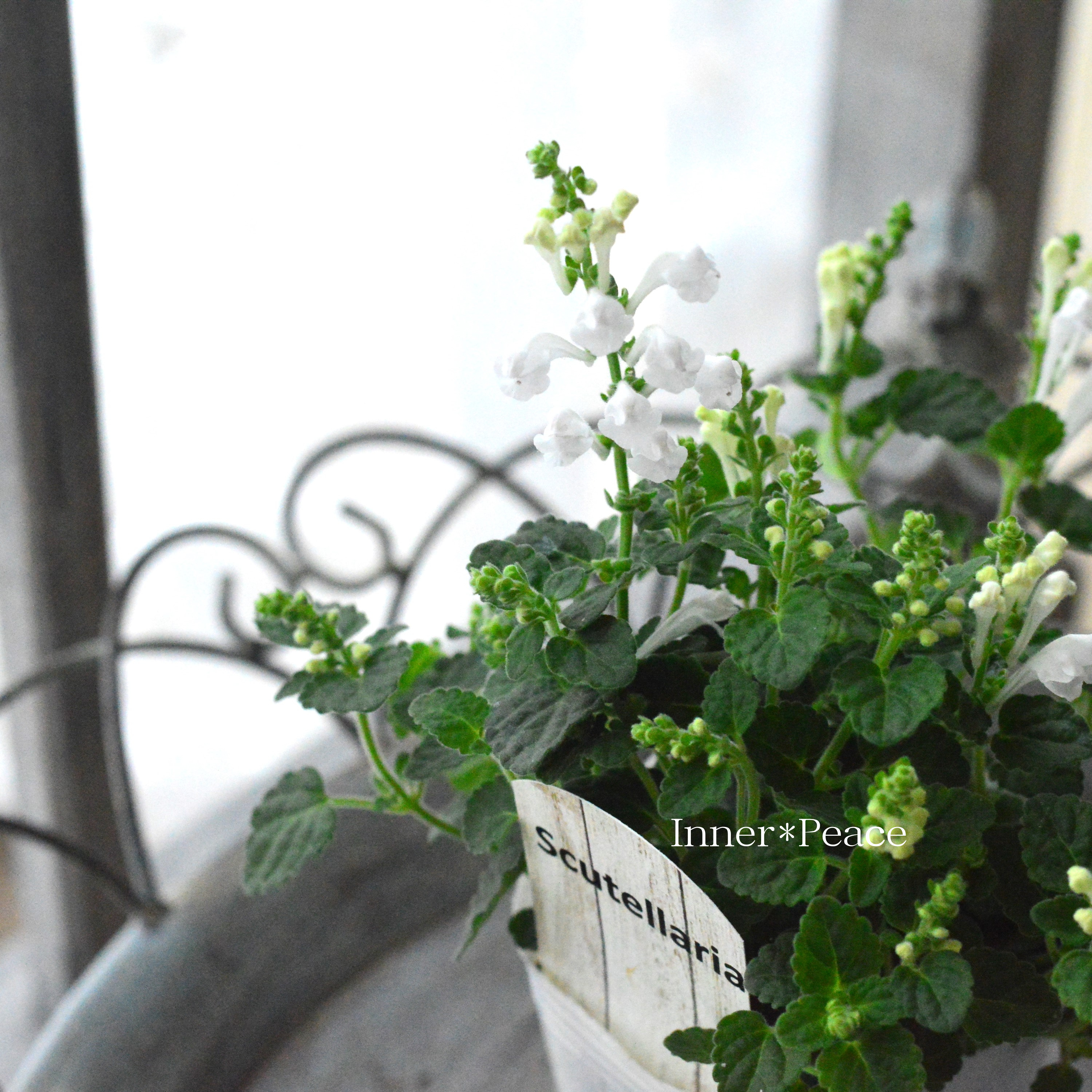 【美しい】 スクテラリア(タツナミソウ) 『ホワイト』 2.5寸POT