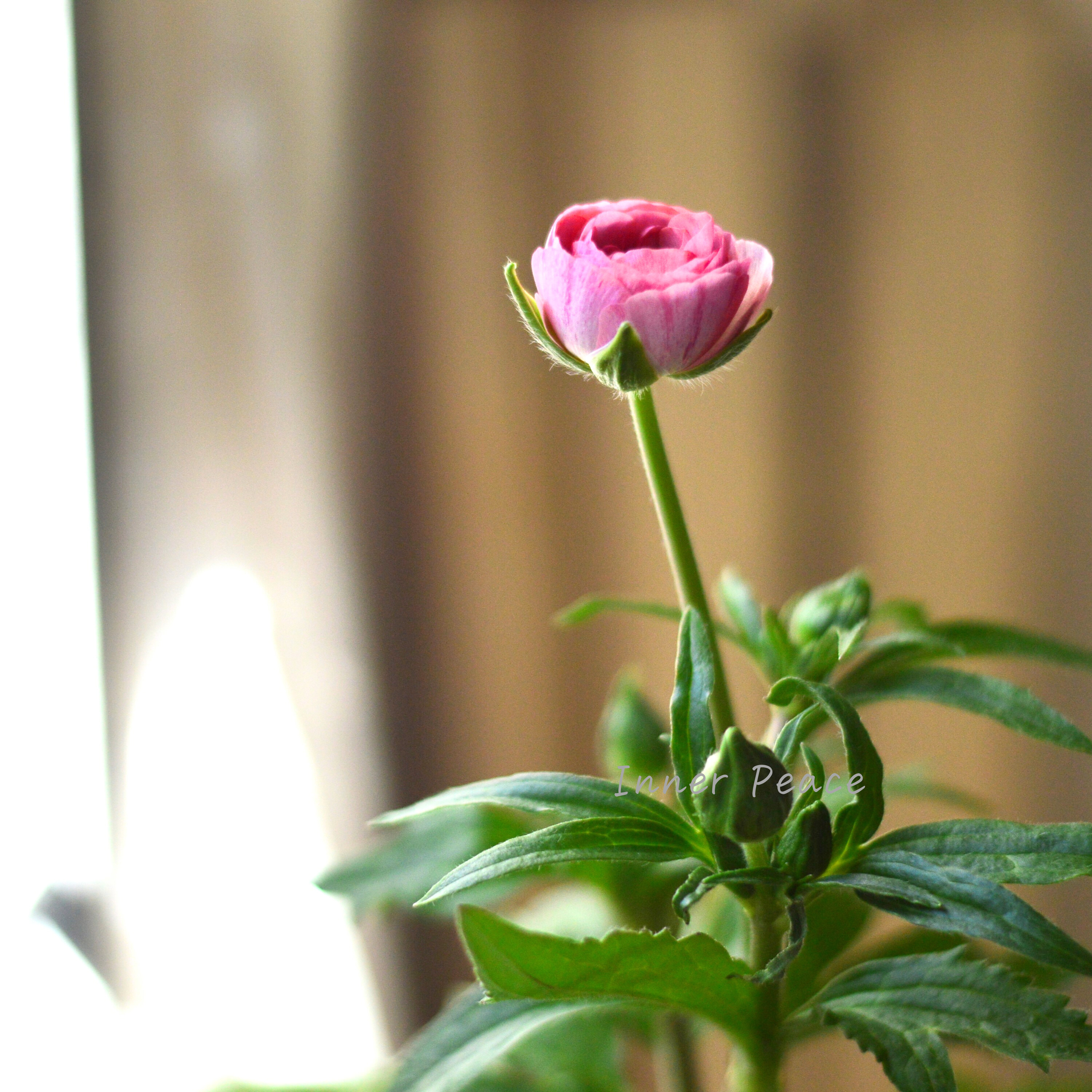 【美しい】 ラナンキュラス・ラックス 『ヴィーナス』 4寸POT