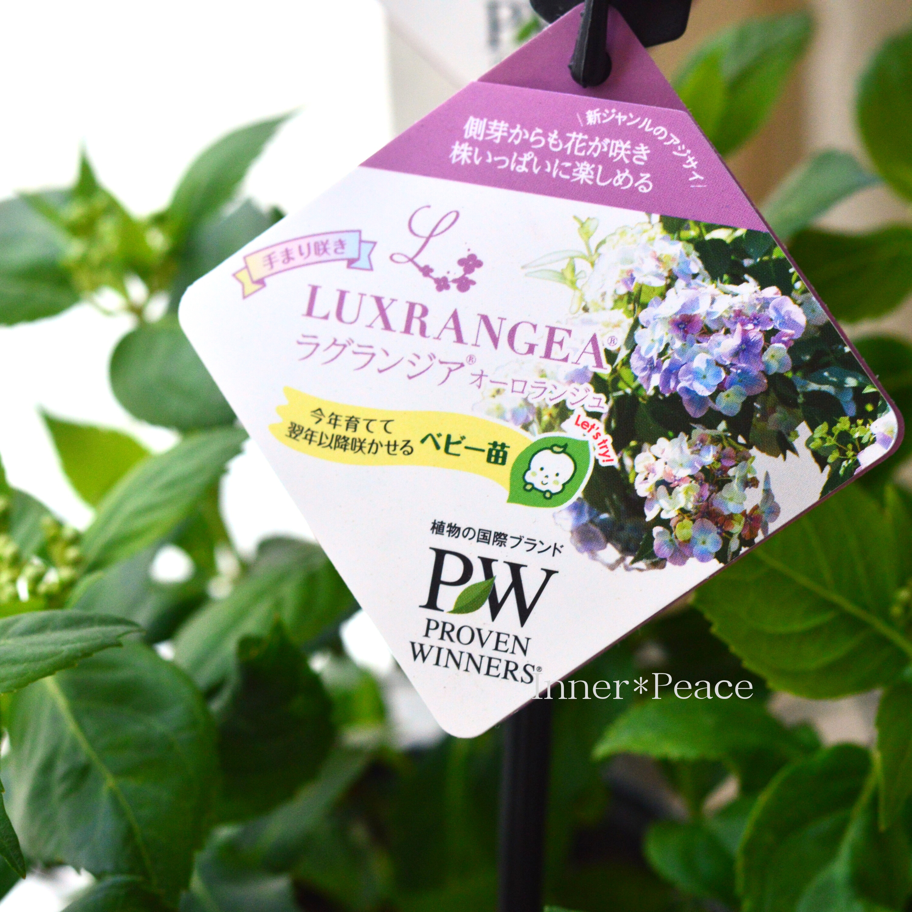 【PW】 紫陽花 ラグランジア 『オーロランジュ』 3.5寸硬質POT